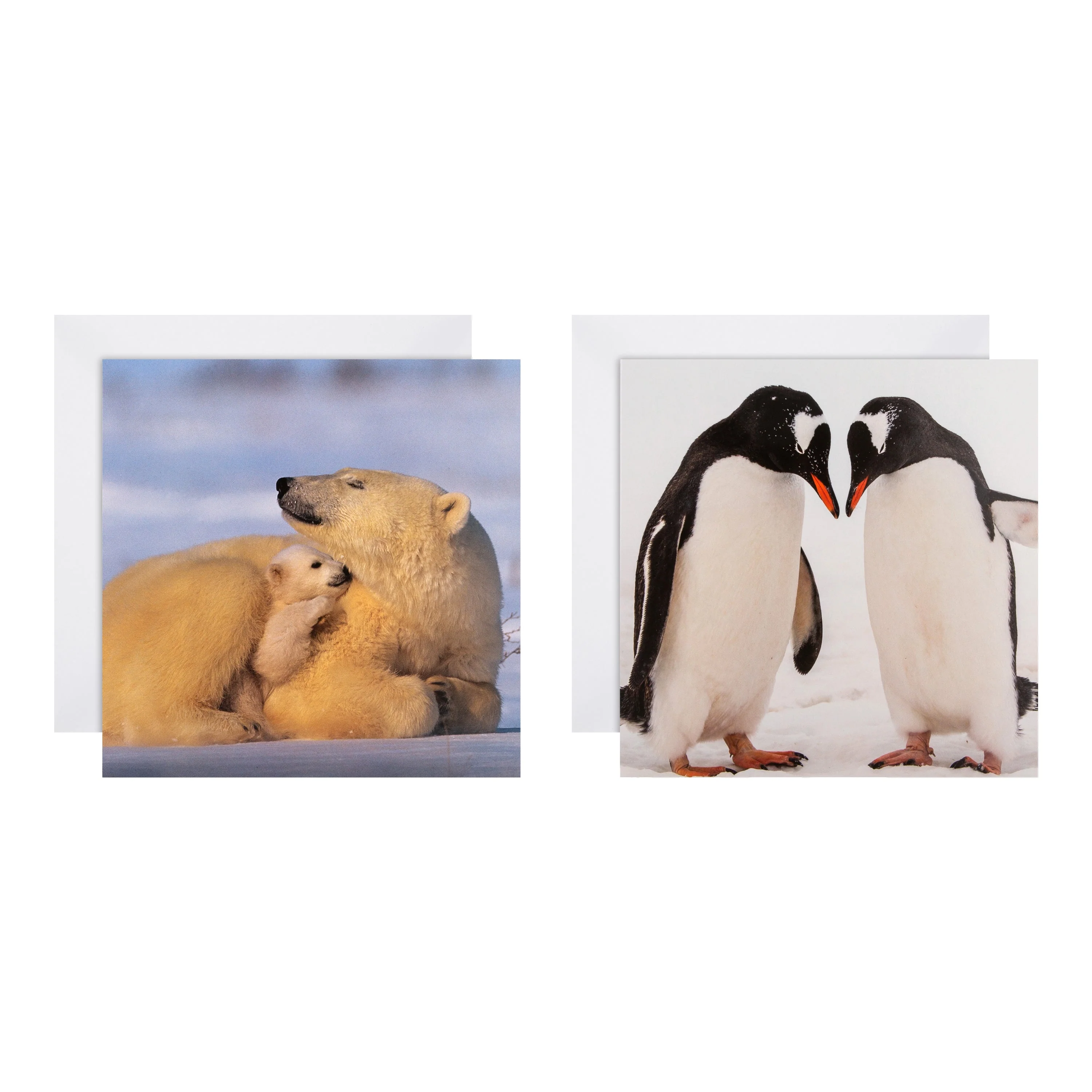 Christmas Cards - Pack of 16 in 2 Bear and Penguin National Geographic Designs - Image 2