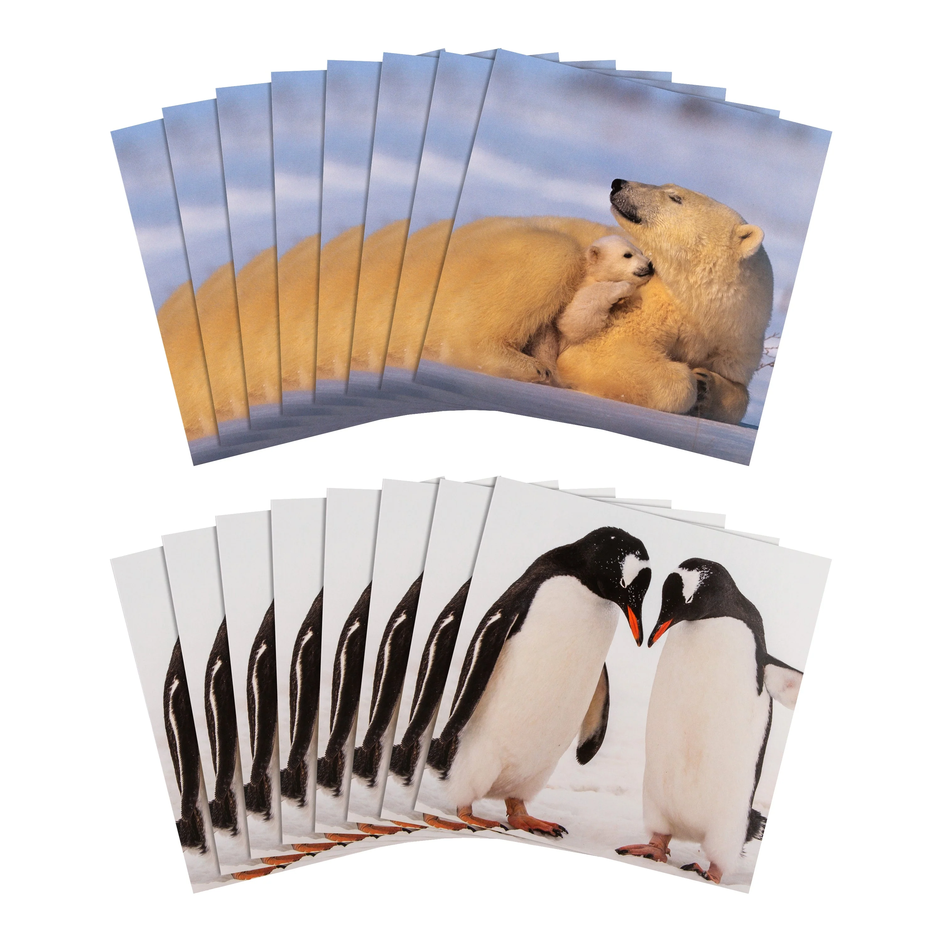 Christmas Cards - Pack of 16 in 2 Bear and Penguin National Geographic Designs - Image 3