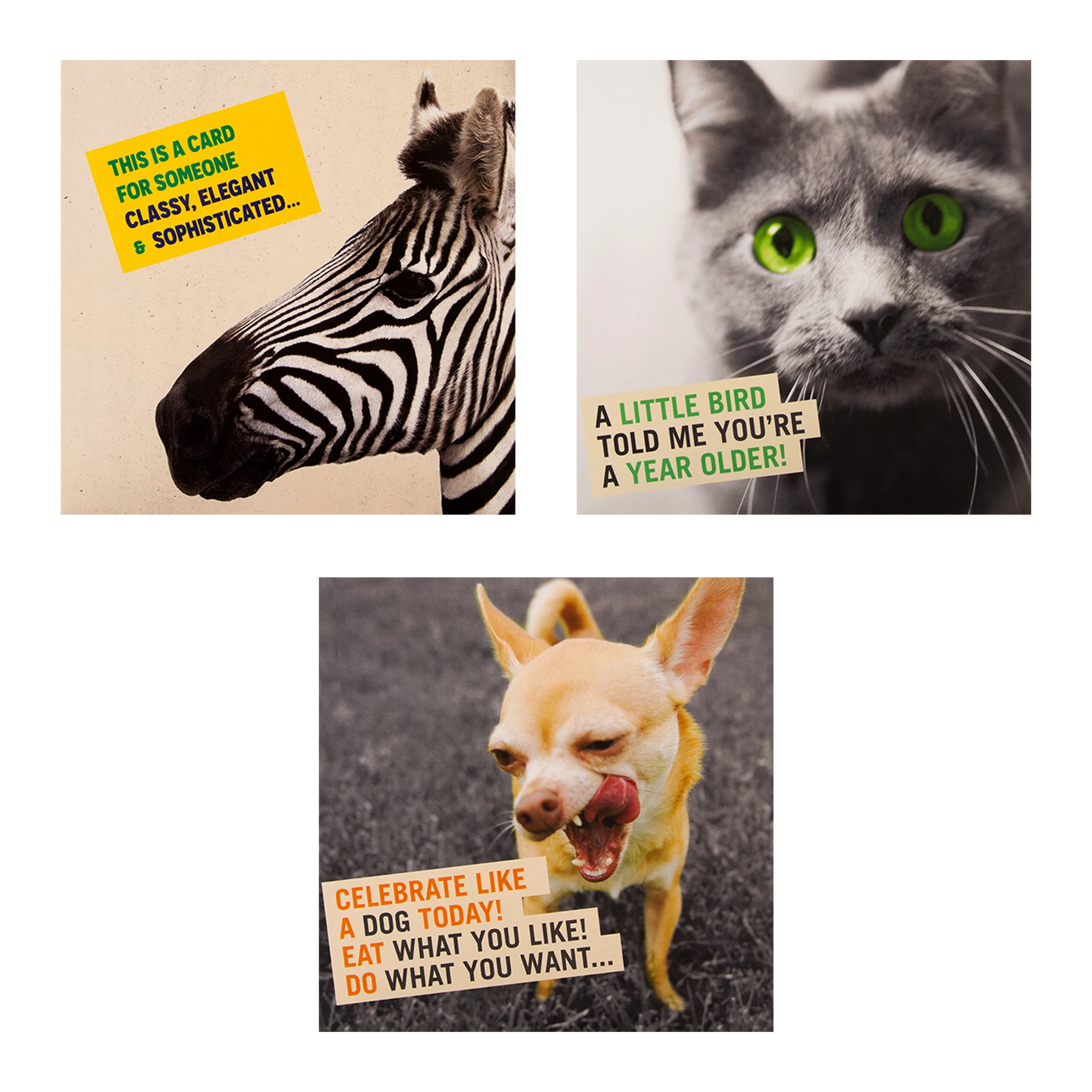 Funny Birthday Cards - Multipack of 10 in 5 Photographic Designs - Image 4