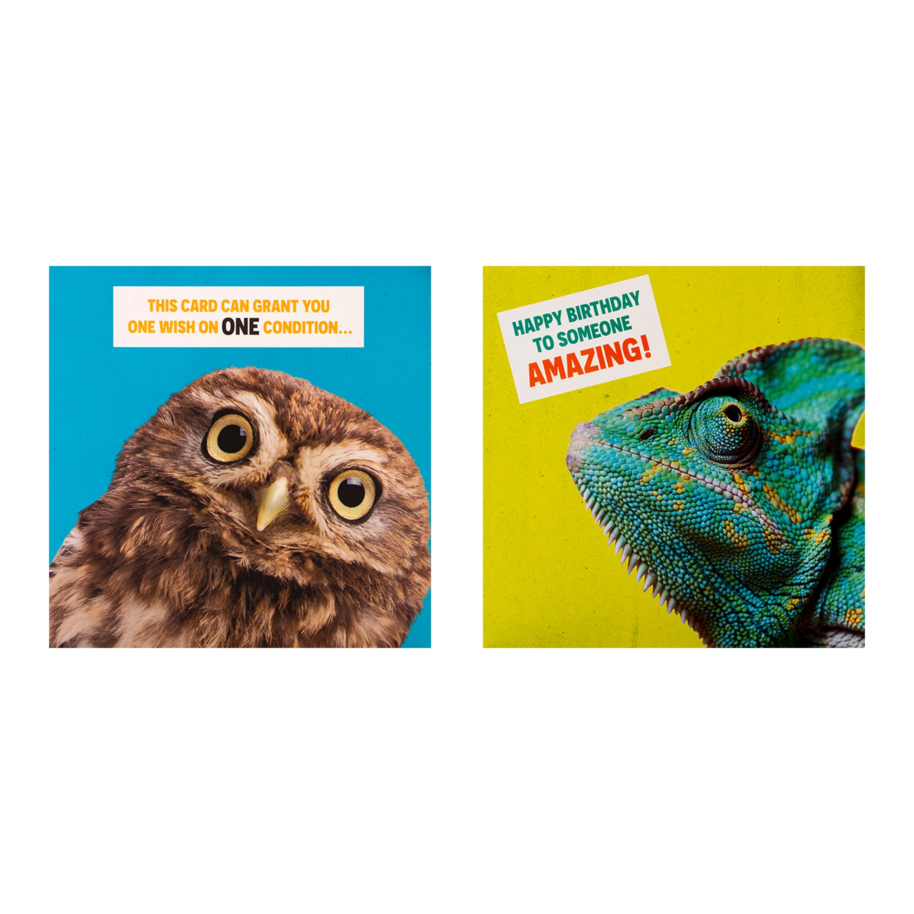 Funny Birthday Cards - Multipack of 10 in 5 Photographic Designs - Image 5