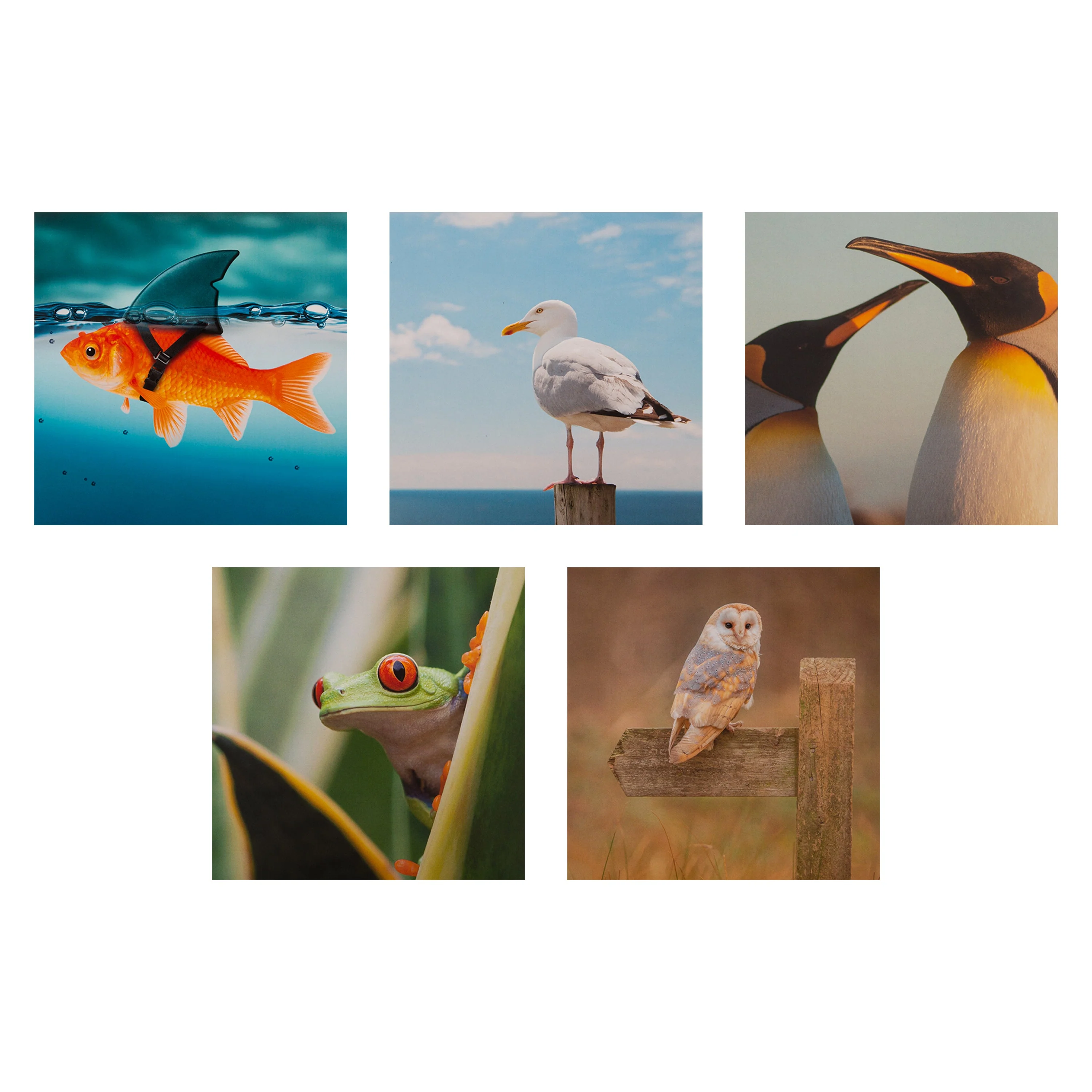 Multipack Any Occasion Cards - 20 Pack Fun Animals Designs - Image 5