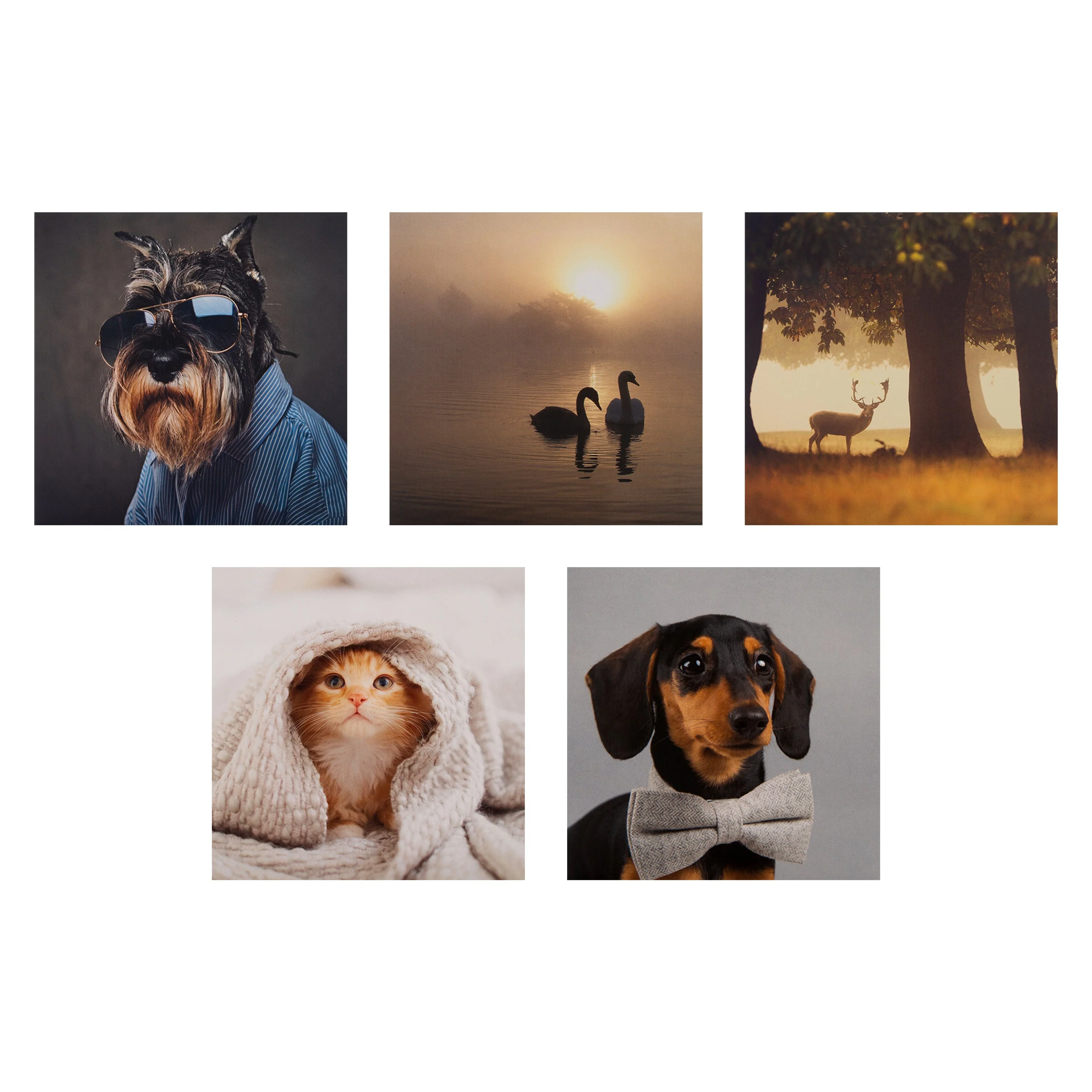 Multipack Any Occasion Cards - 20 Pack Fun Animals Designs - Image 6