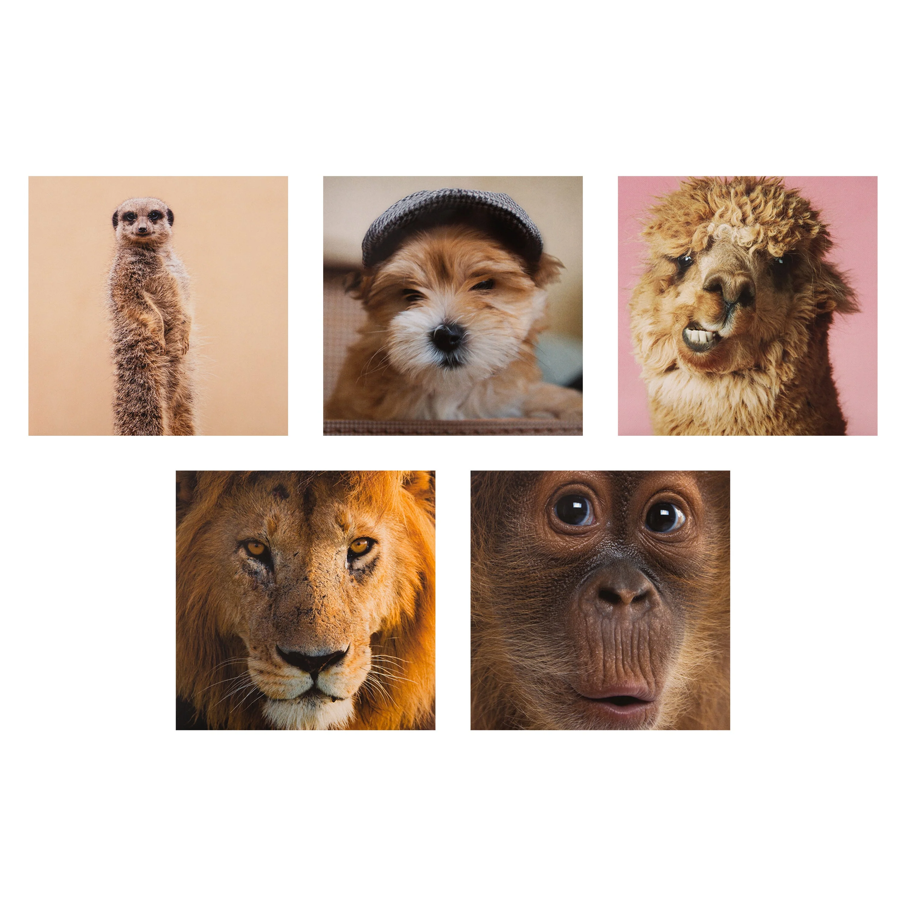 Multipack Any Occasion Cards - 20 Pack Fun Animals Designs - Image 7