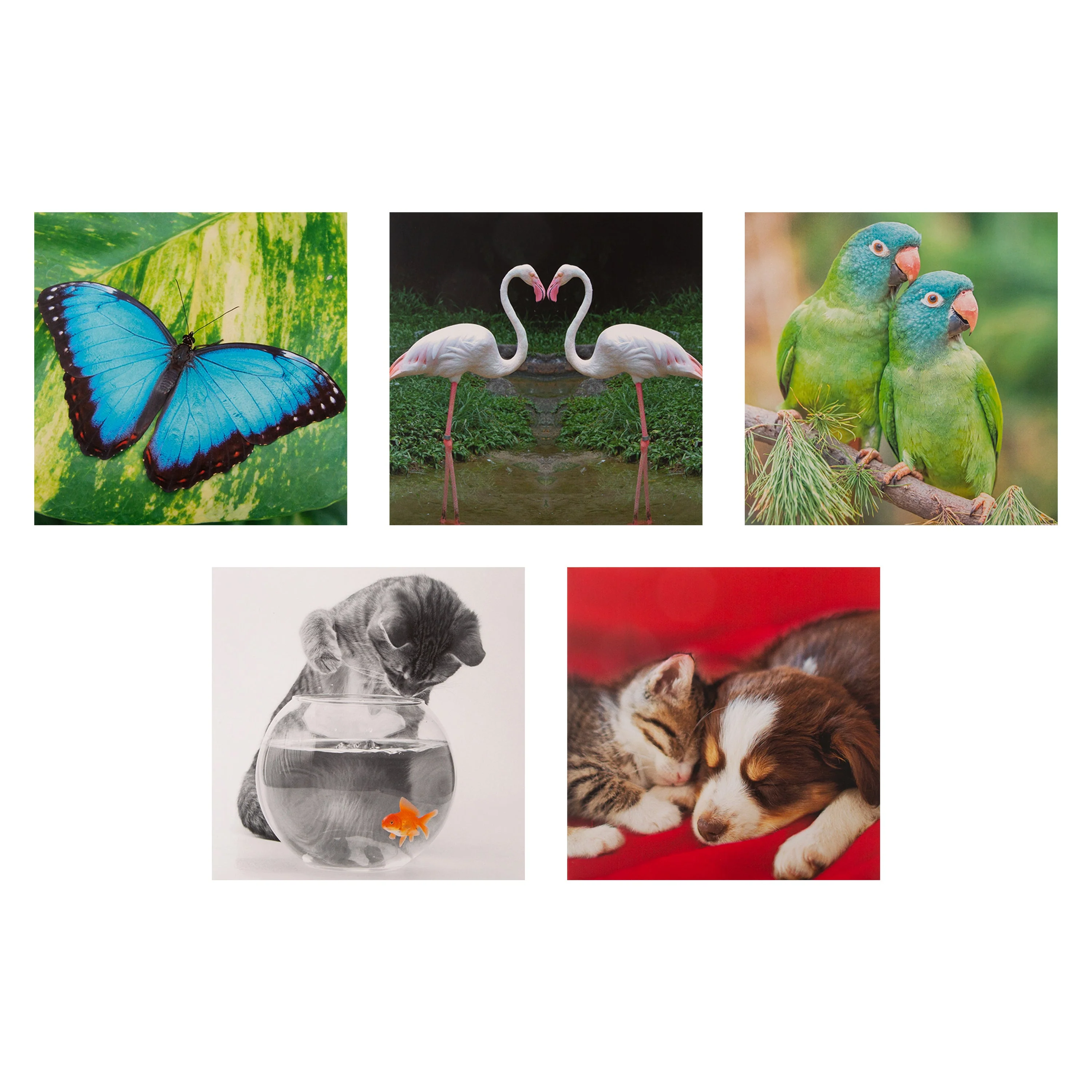 Multipack Any Occasion Cards - 20 Pack Fun Animals Designs - Image 8