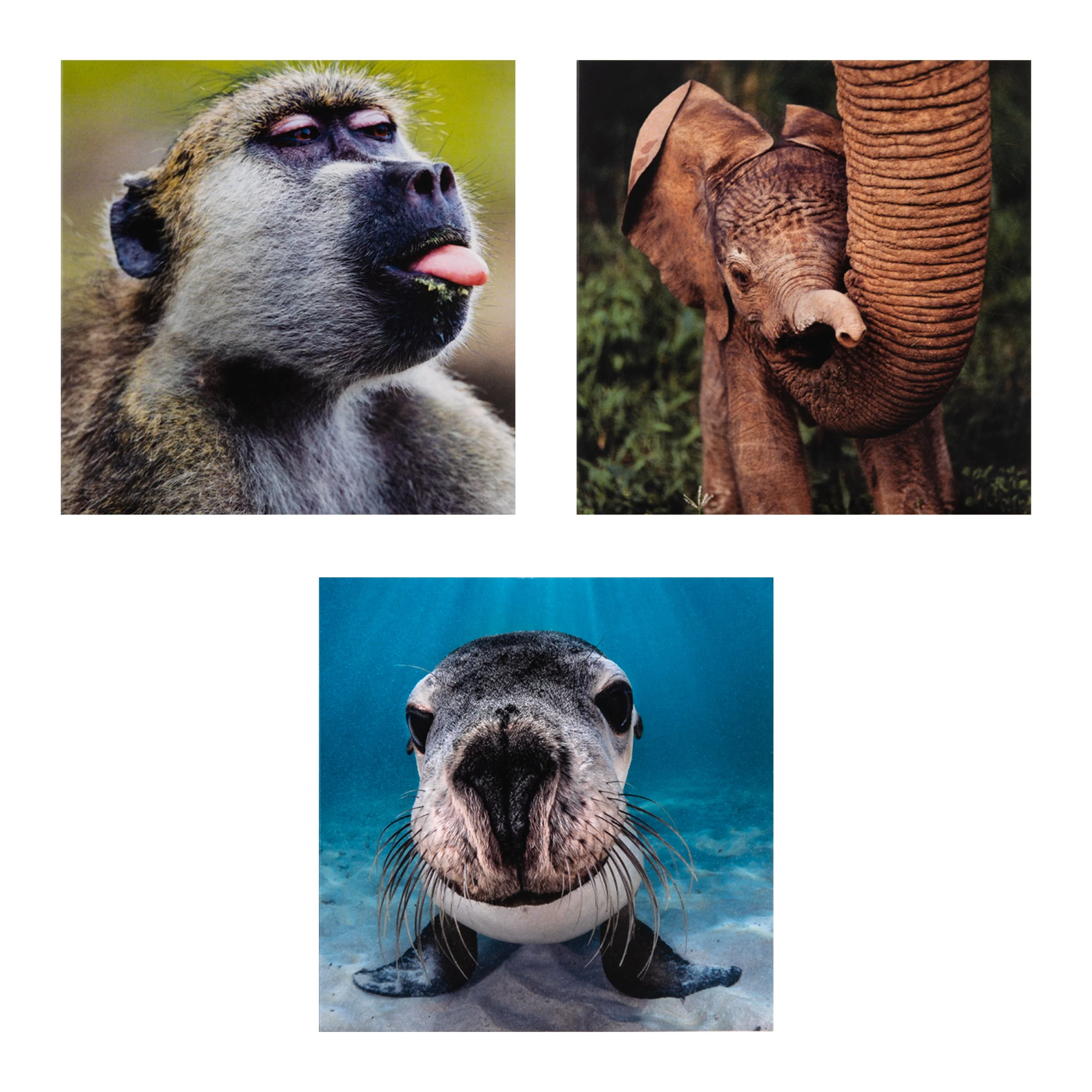 Greeting Cards Multipack - Pack of 10 in 5 National Geographic Animal Designs - Image 4