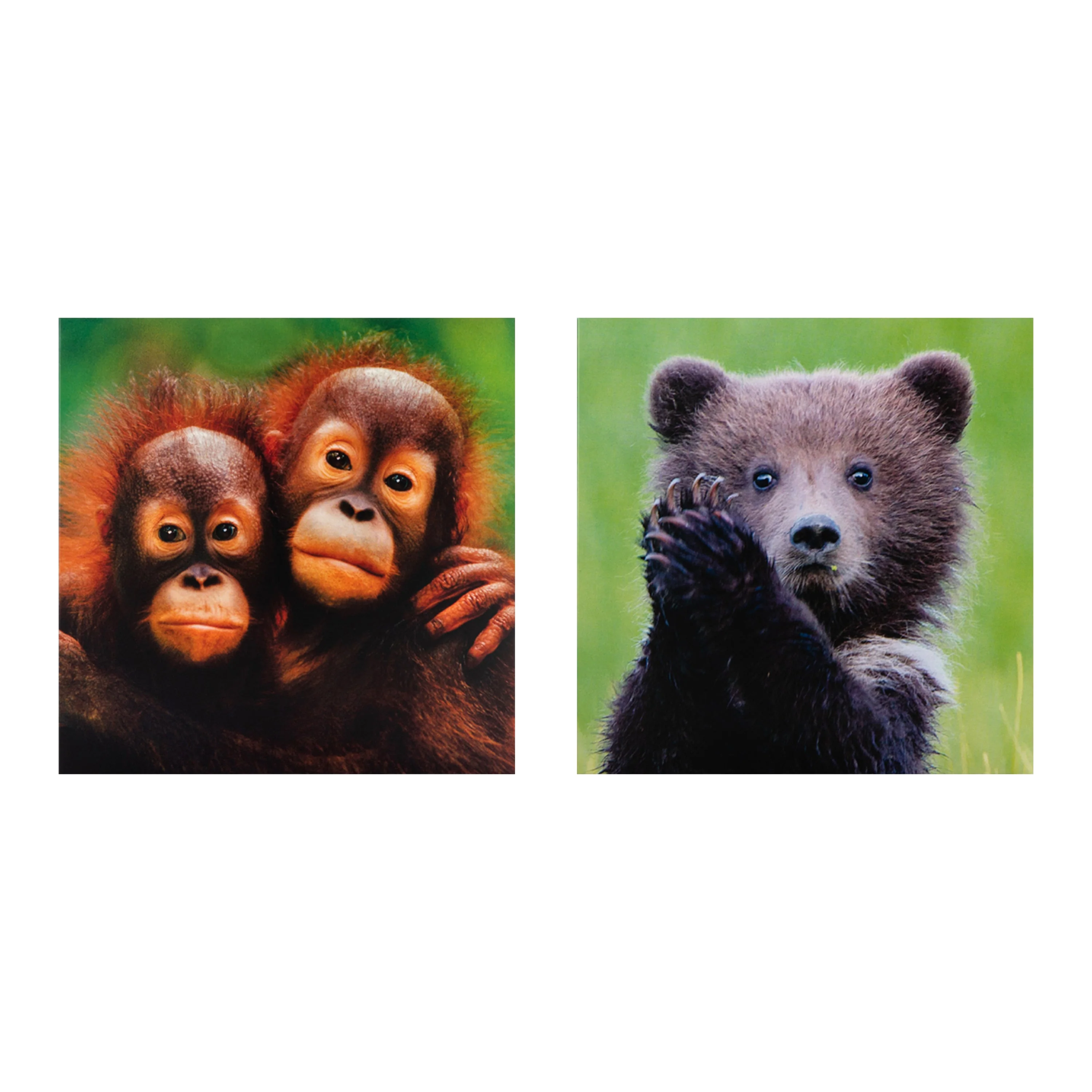 Greeting Cards Multipack - Pack of 10 in 5 National Geographic Animal Designs - Image 5