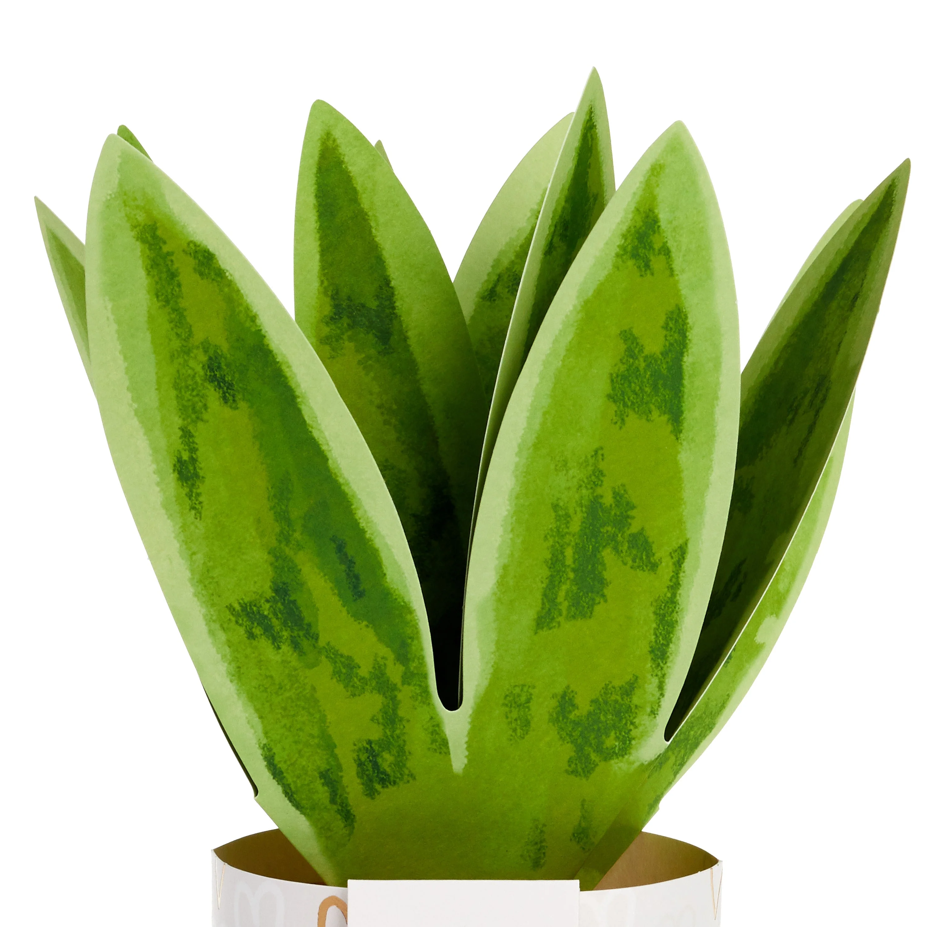 Paper Wonder Valentine's Day Card - 3D Paper Snake Plant Design - Image 4