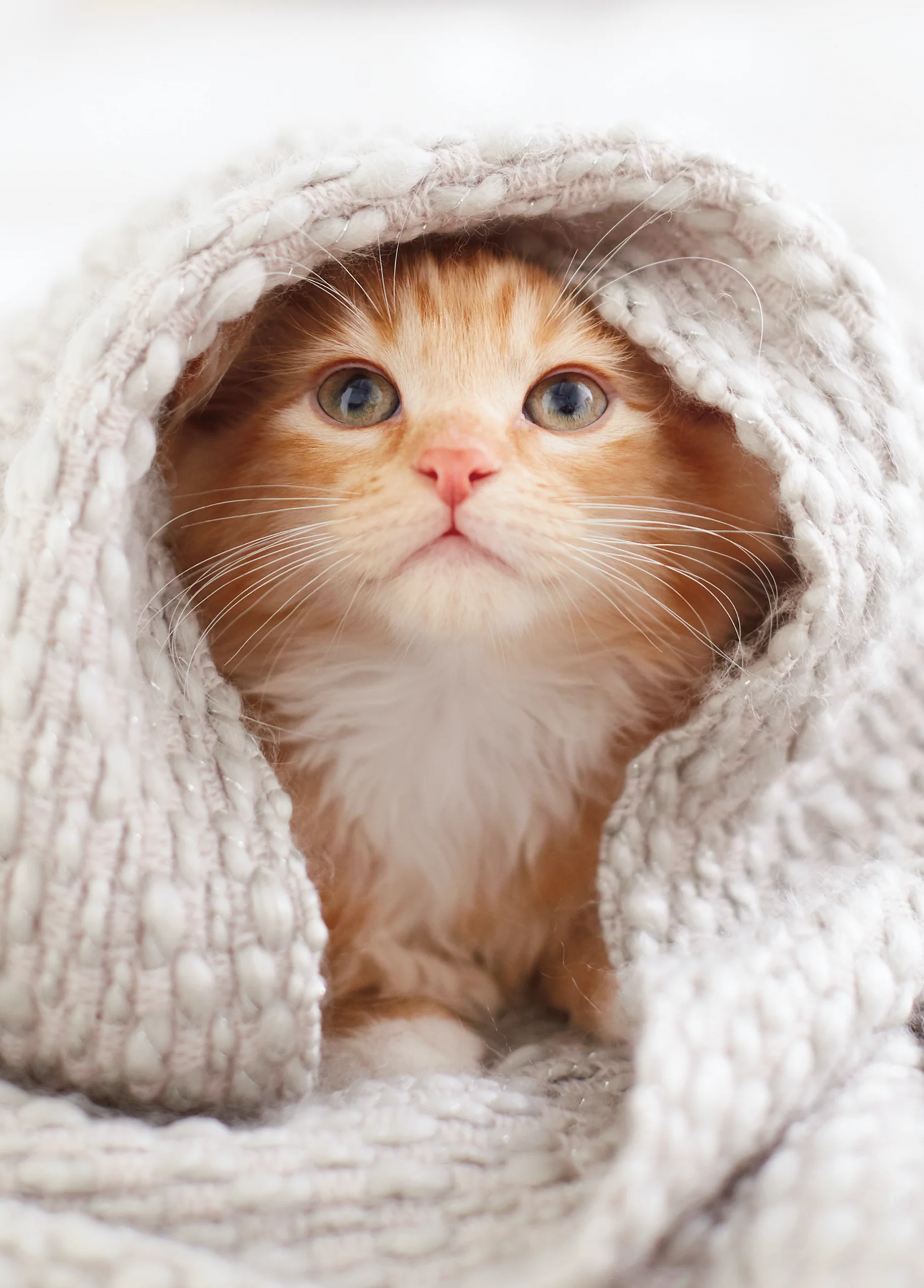 Personalised Cute Kitten With Blanket Card