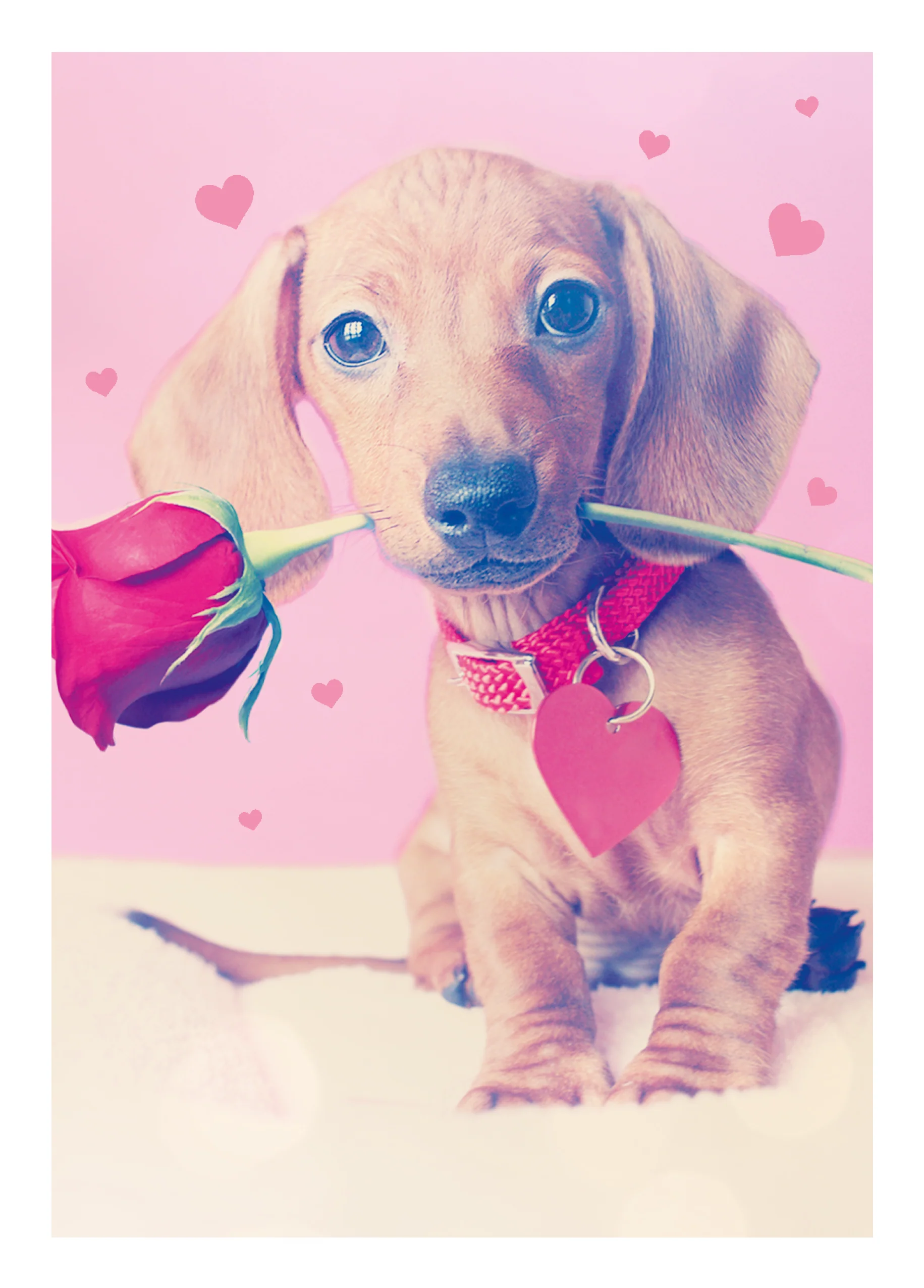 Personalised Cute Puppy With Rose Valentine's Day Card