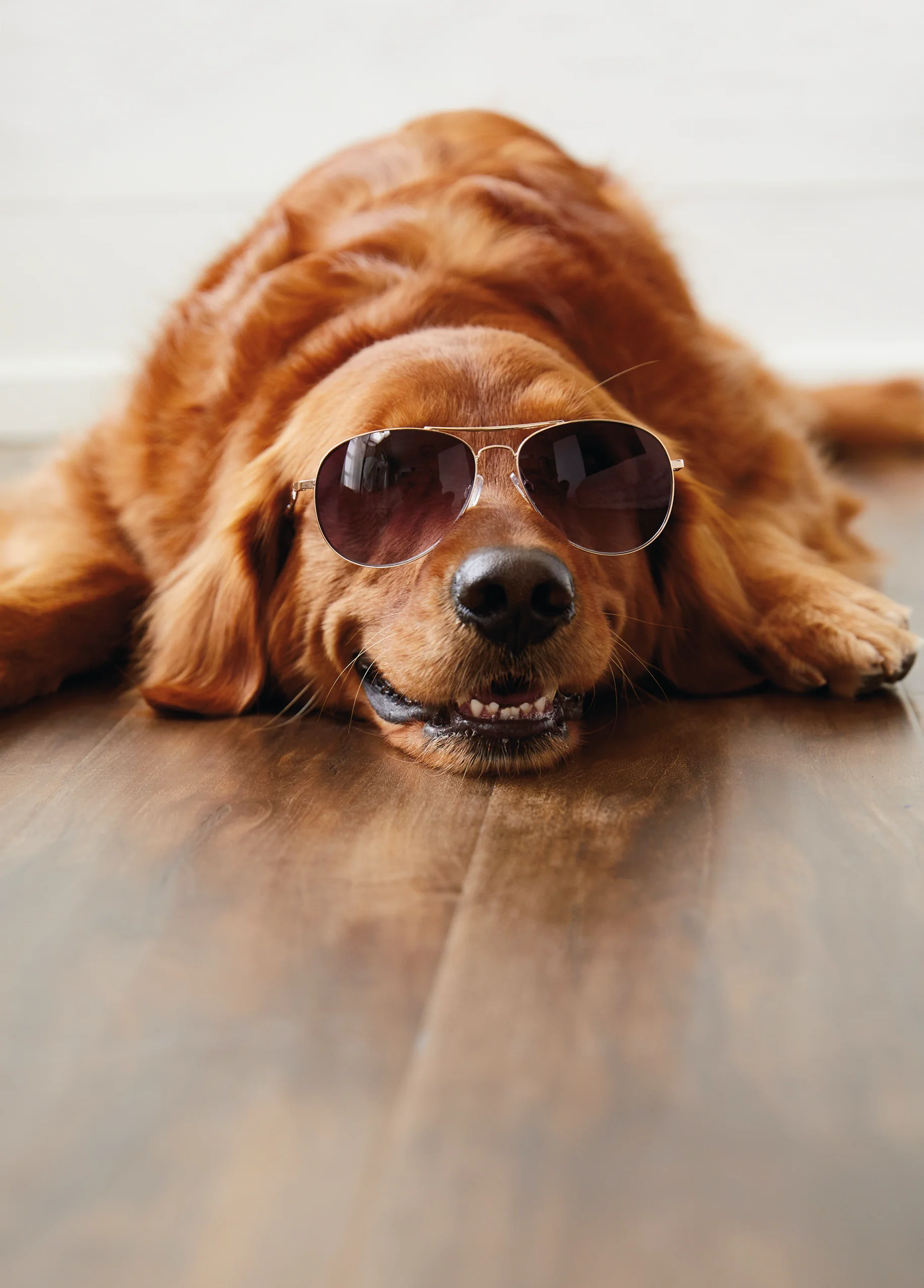Personalised Funny Dog Wearing Shades Card