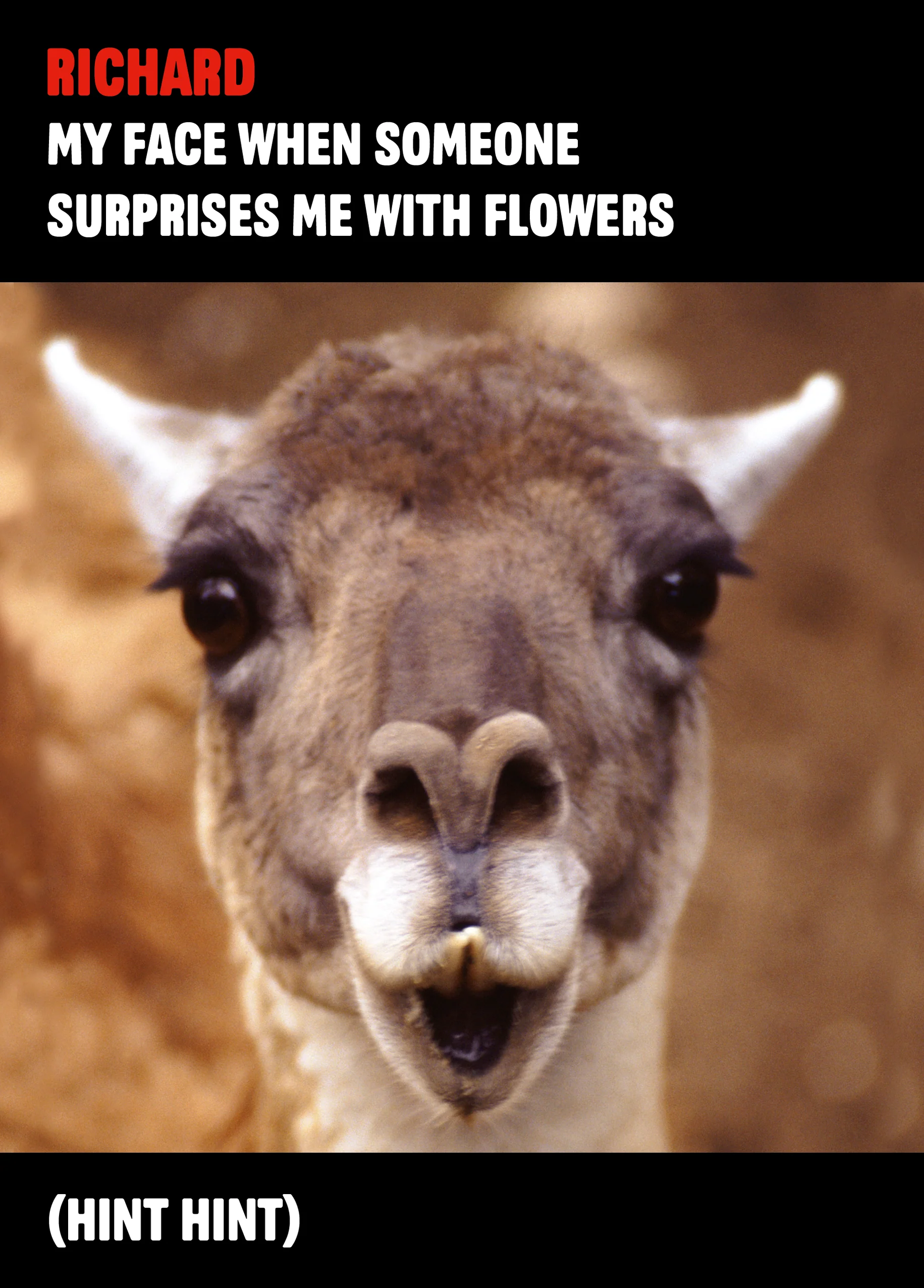Personalised Funny Llama Photo Valentine's Day Card