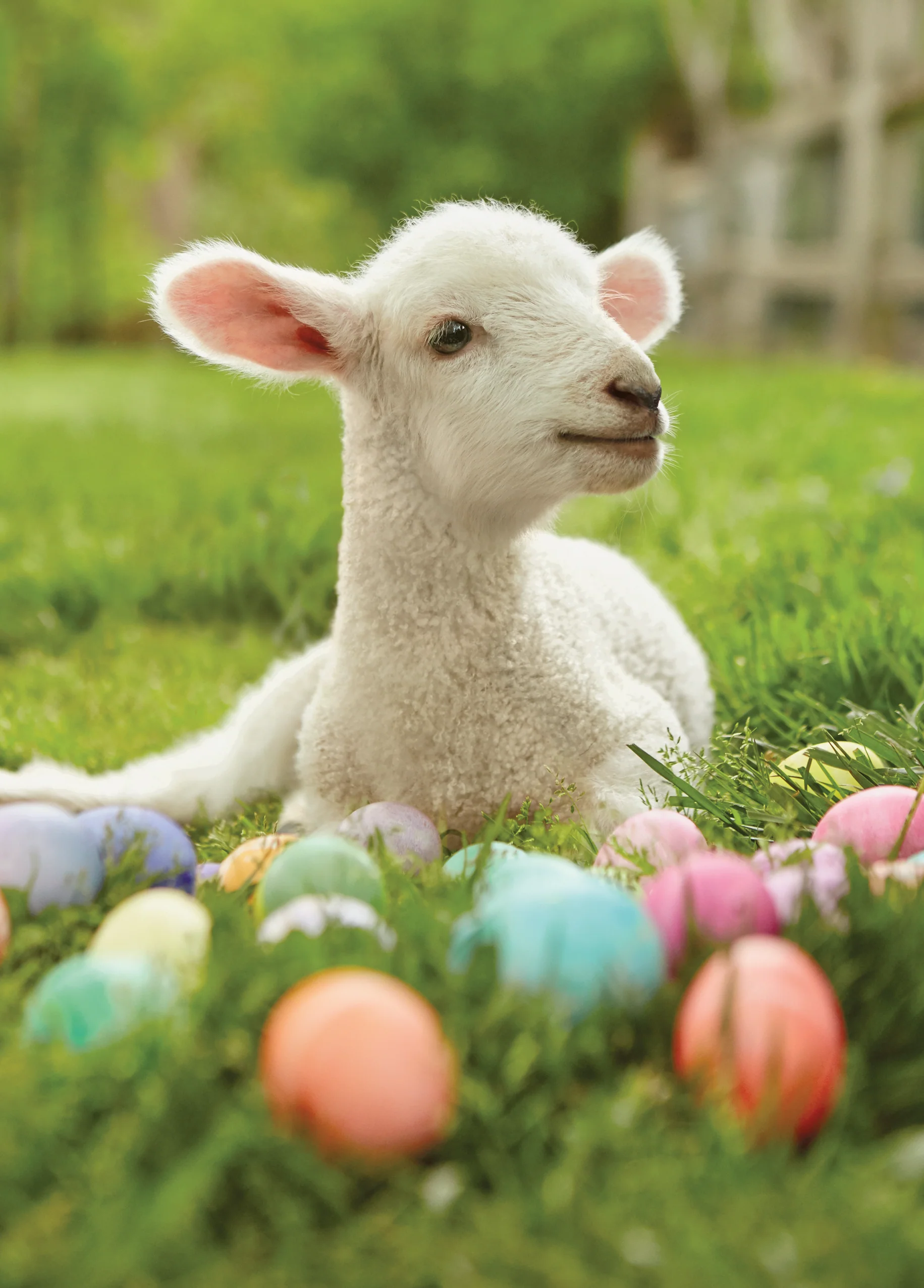 Personalised Lamb And Colourful Eggs Easter Card