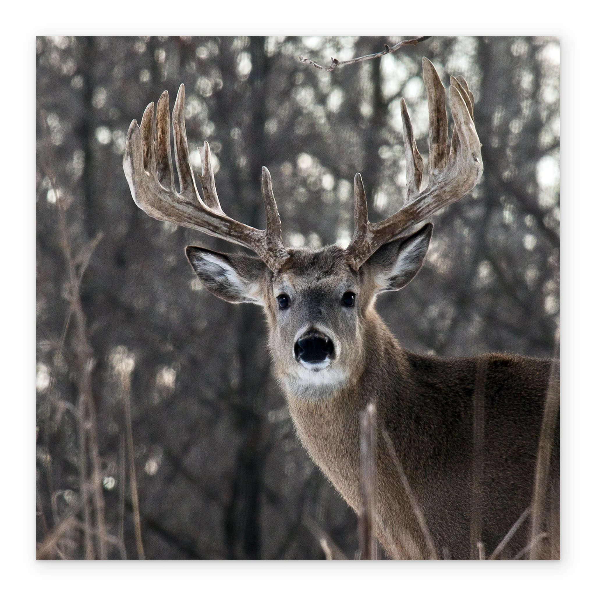 Personalised Modern Christmas Photographic Reindeer Wildlife Card - Image 2