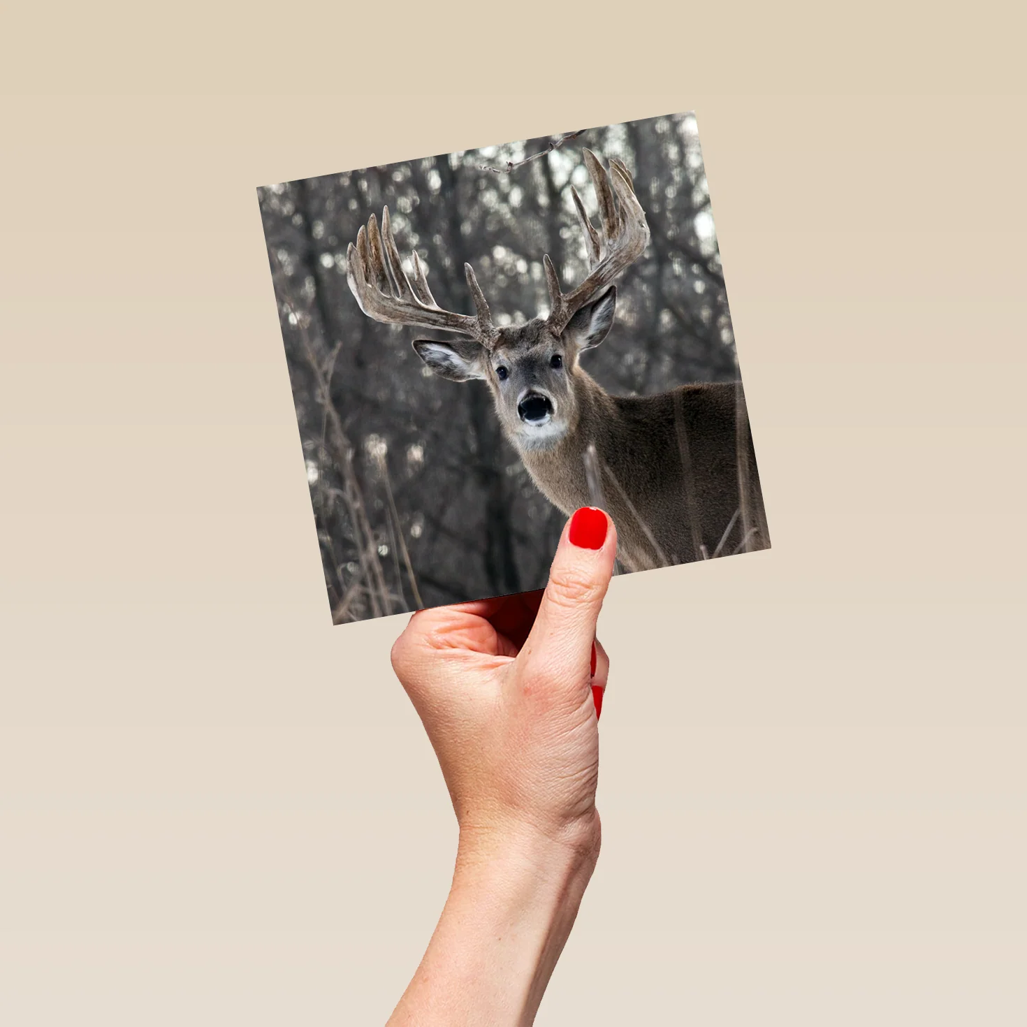 Personalised Modern Christmas Photographic Reindeer Wildlife Card - Image 5