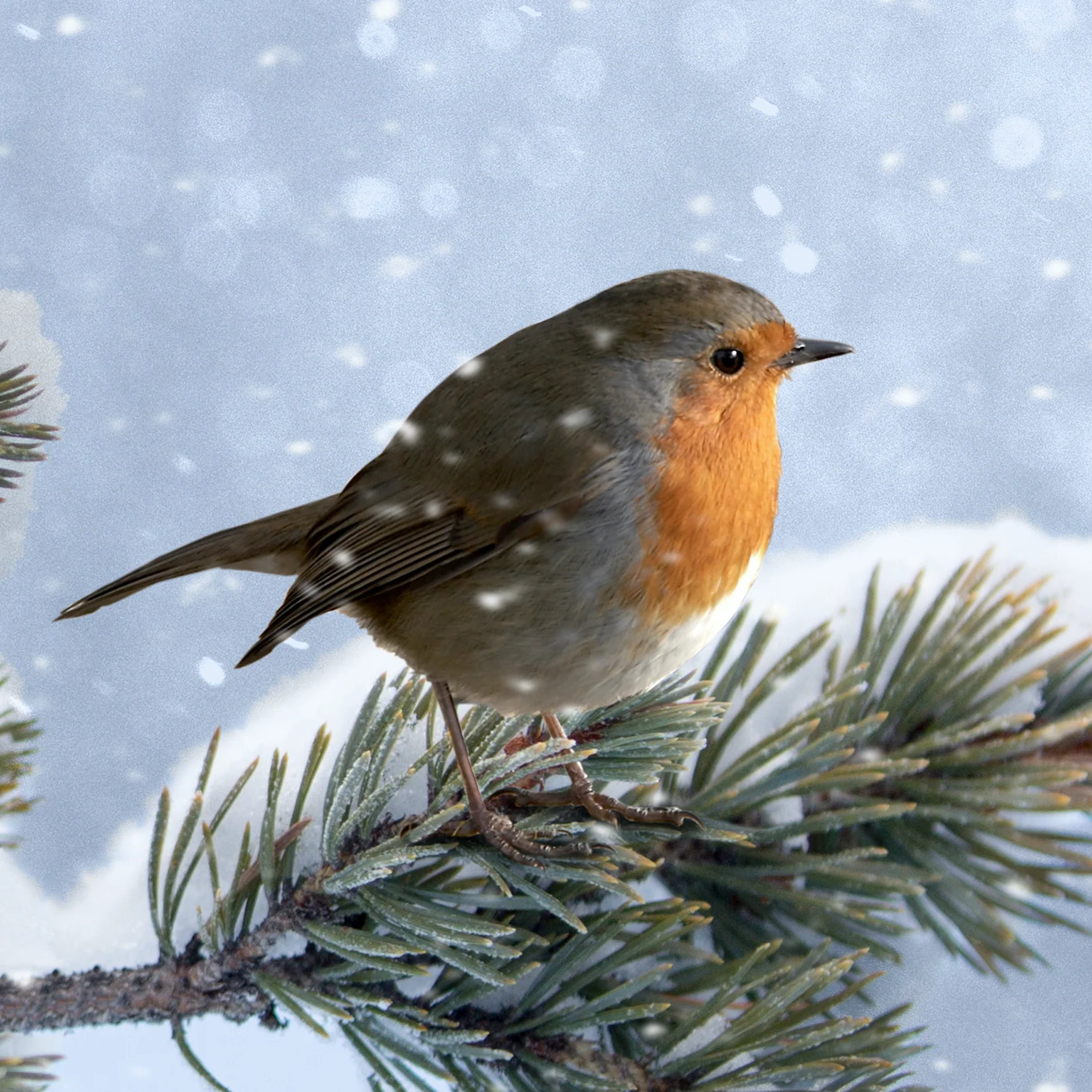 Personalised Modern Christmas Photographic Robin Wildlife Card