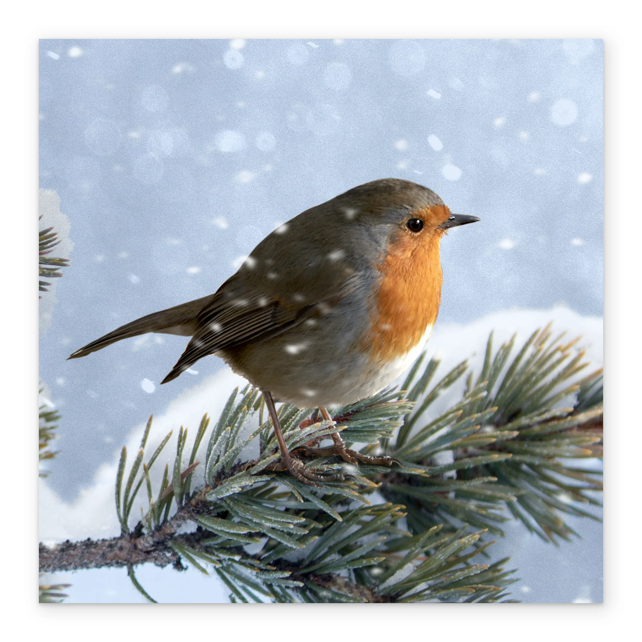 Personalised Modern Christmas Photographic Robin Wildlife Card - Image 2