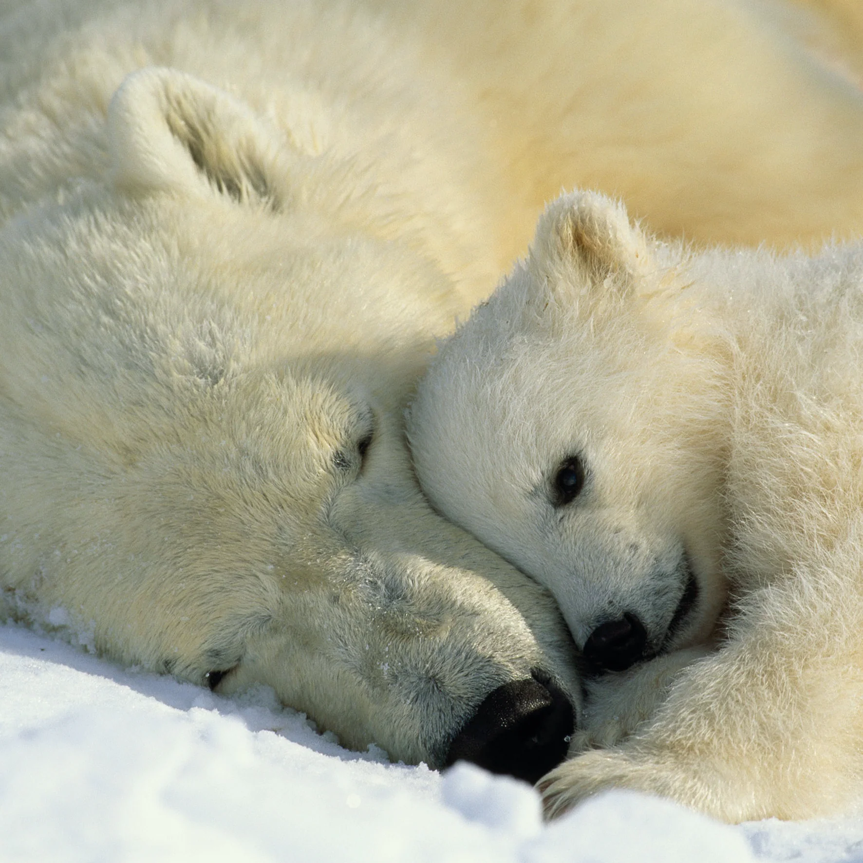 Personalised National Geographic Photographic Cute Polar Bears Christmas Card