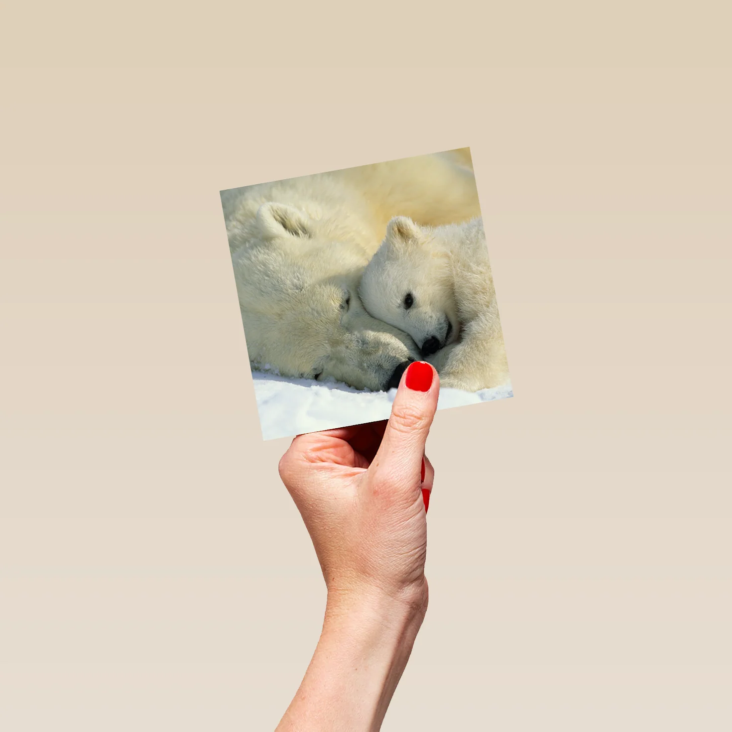 Personalised National Geographic Photographic Cute Polar Bears Christmas Card - Image 4
