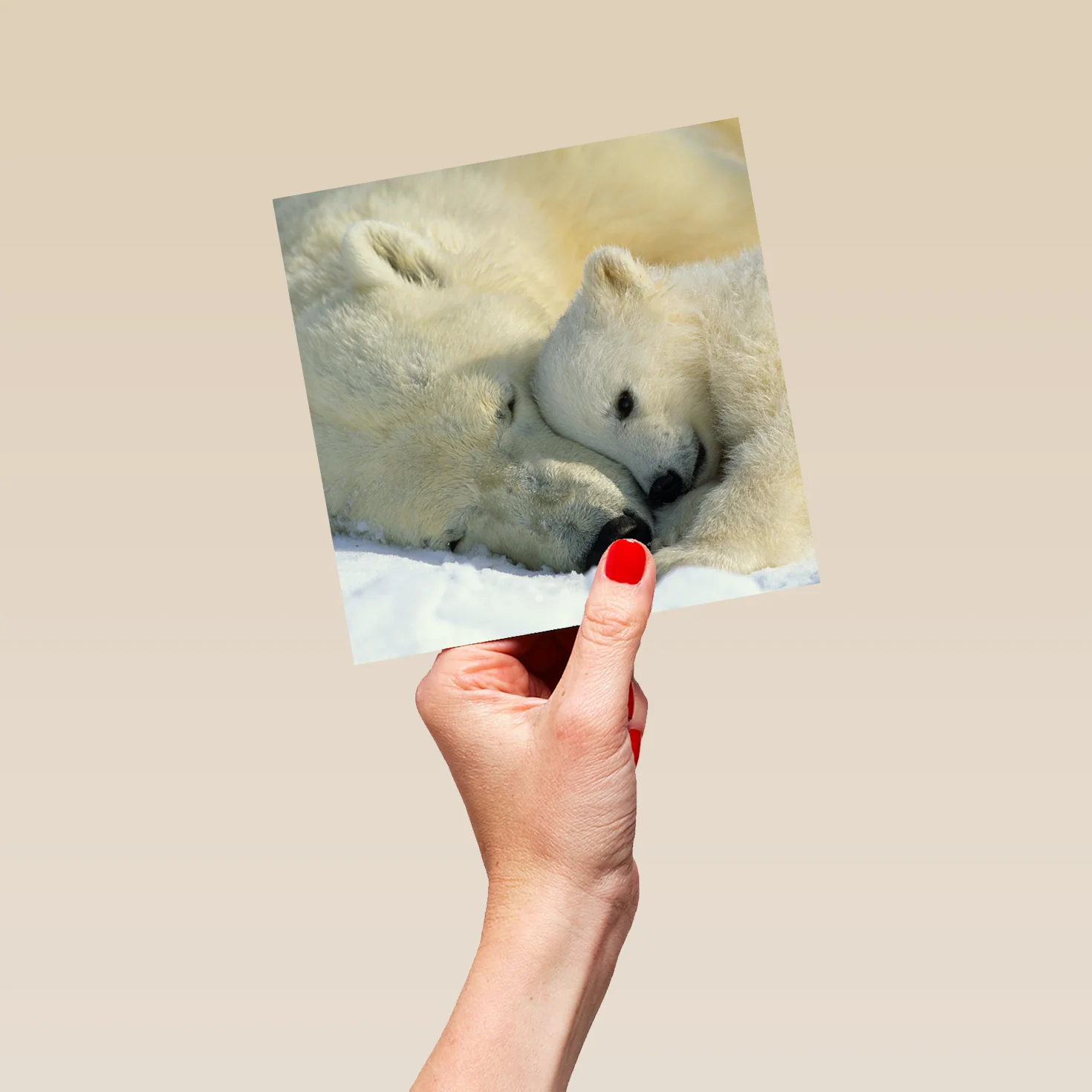 Personalised National Geographic Photographic Cute Polar Bears Christmas Card - Image 5