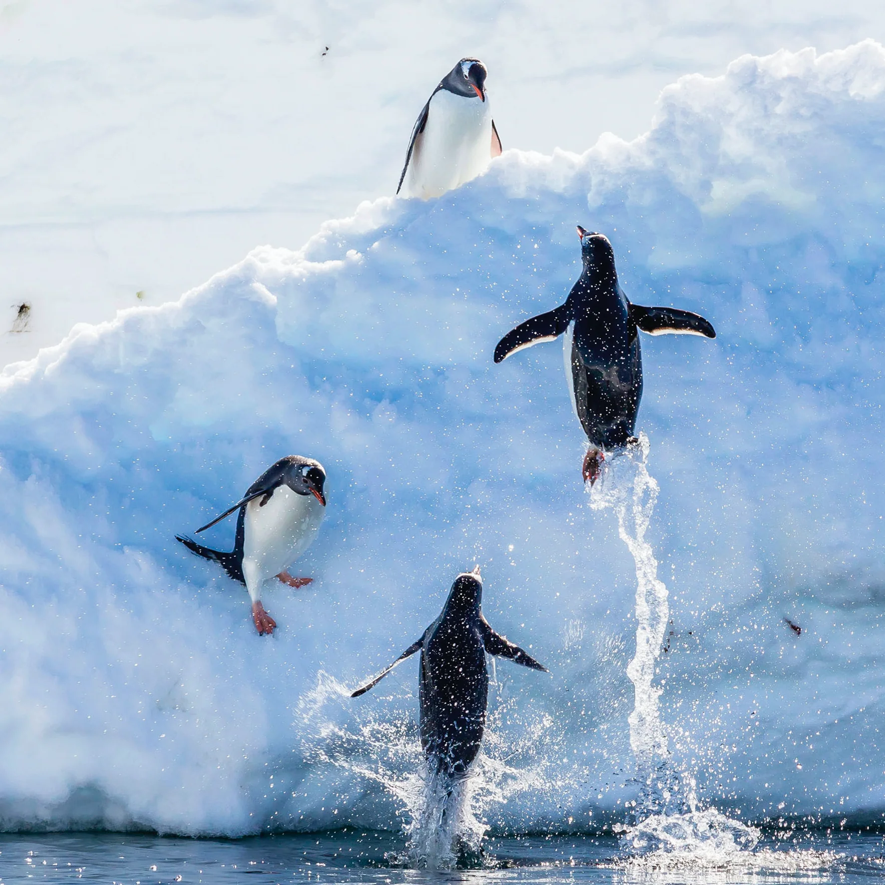 Personalised National Geographic Photographic Leaping Penguins Christmas Card