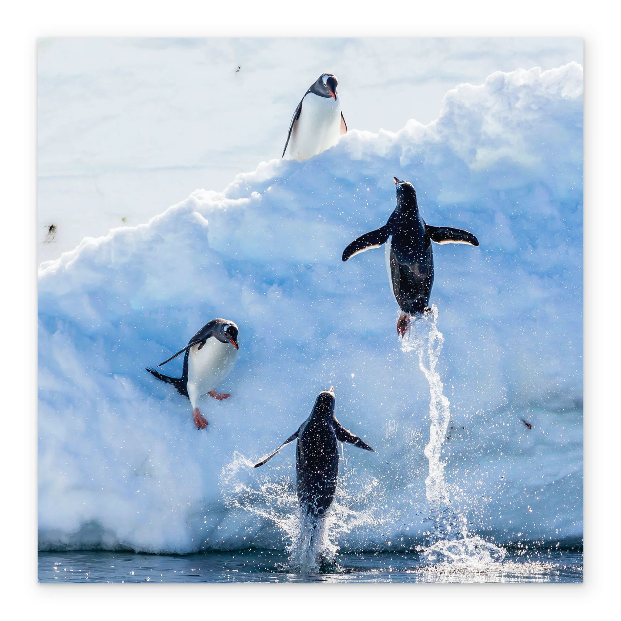 Personalised National Geographic Photographic Leaping Penguins Christmas Card - Image 2