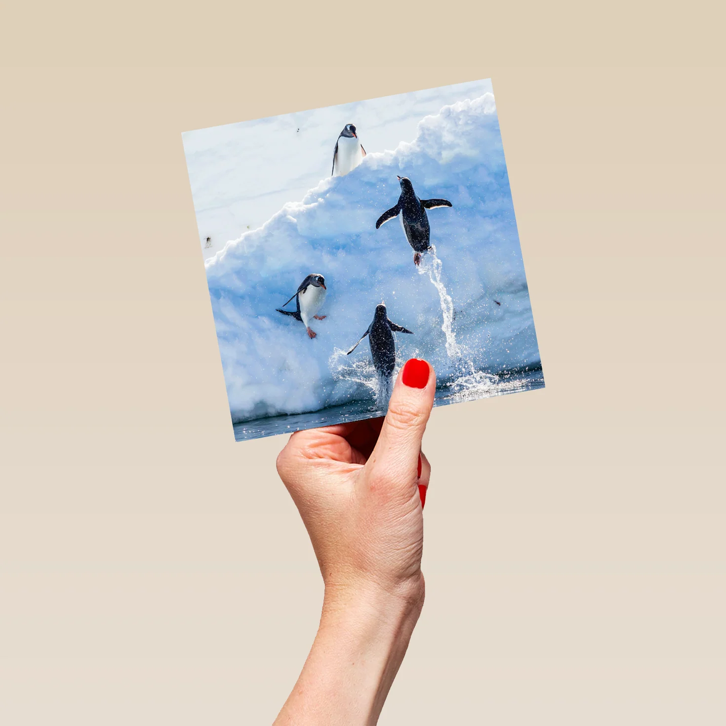 Personalised National Geographic Photographic Leaping Penguins Christmas Card - Image 5