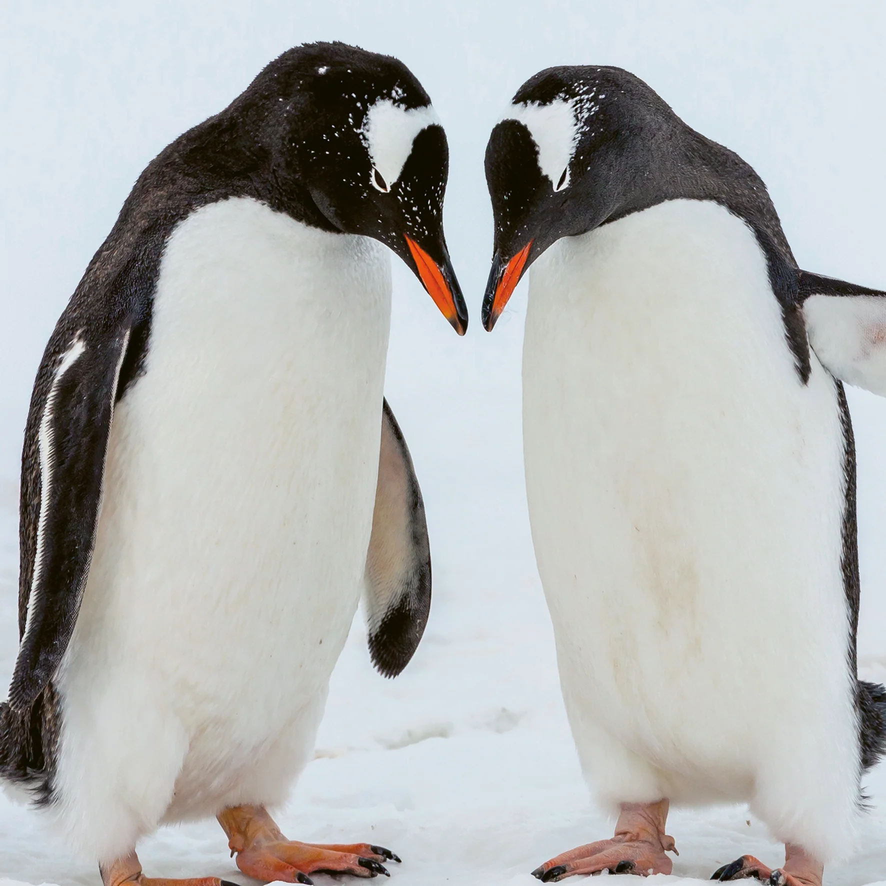 Personalised National Geographic Photographic Penguins Christmas Card