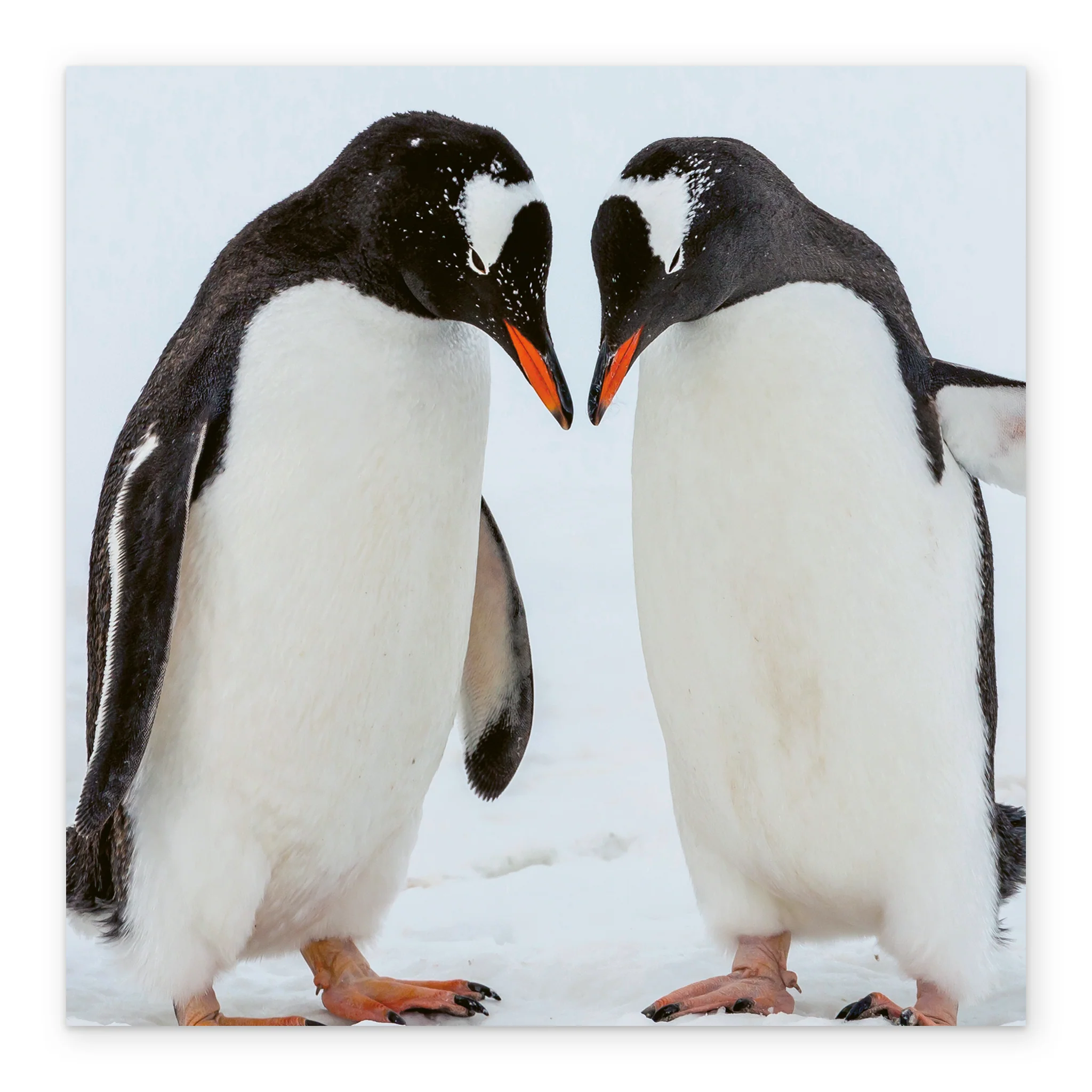 Personalised National Geographic Photographic Penguins Christmas Card - Image 2