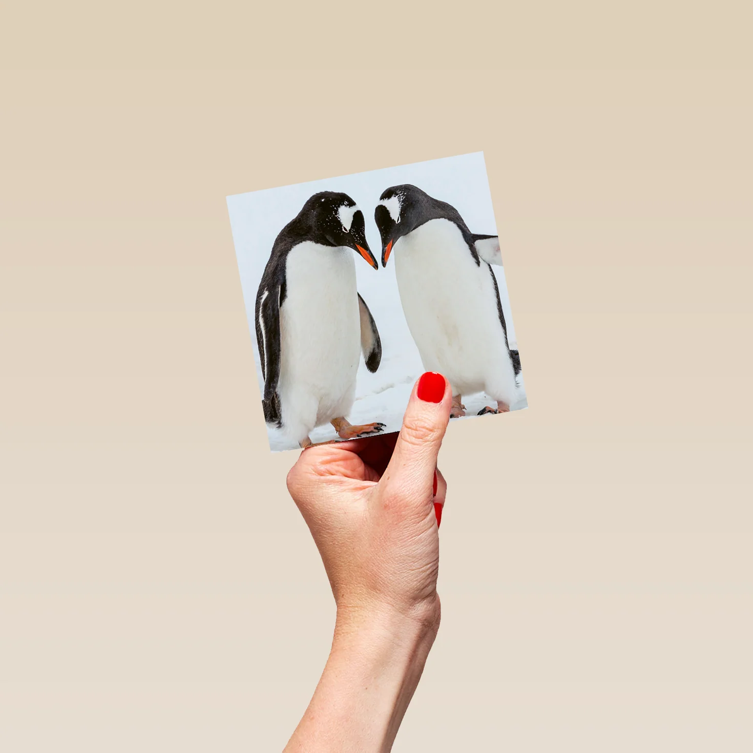 Personalised National Geographic Photographic Penguins Christmas Card - Image 4