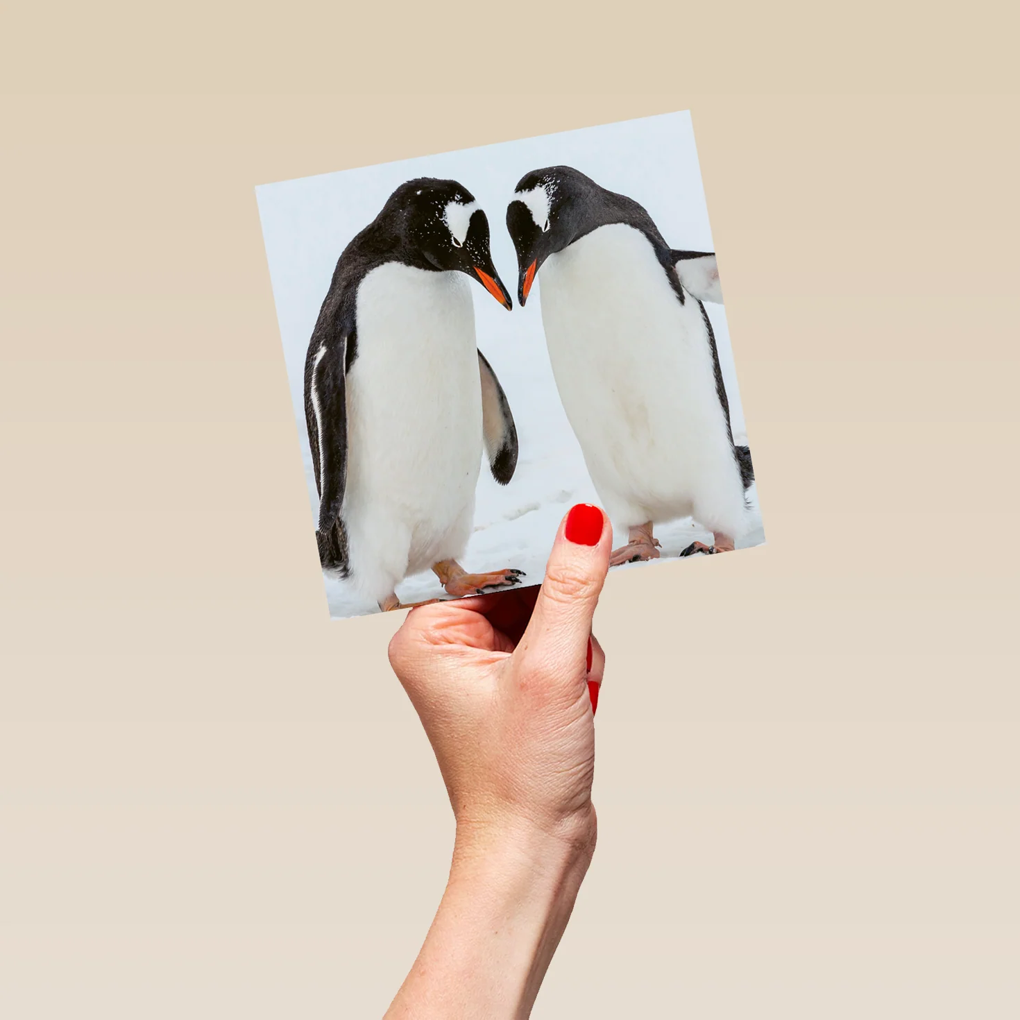 Personalised National Geographic Photographic Penguins Christmas Card - Image 5