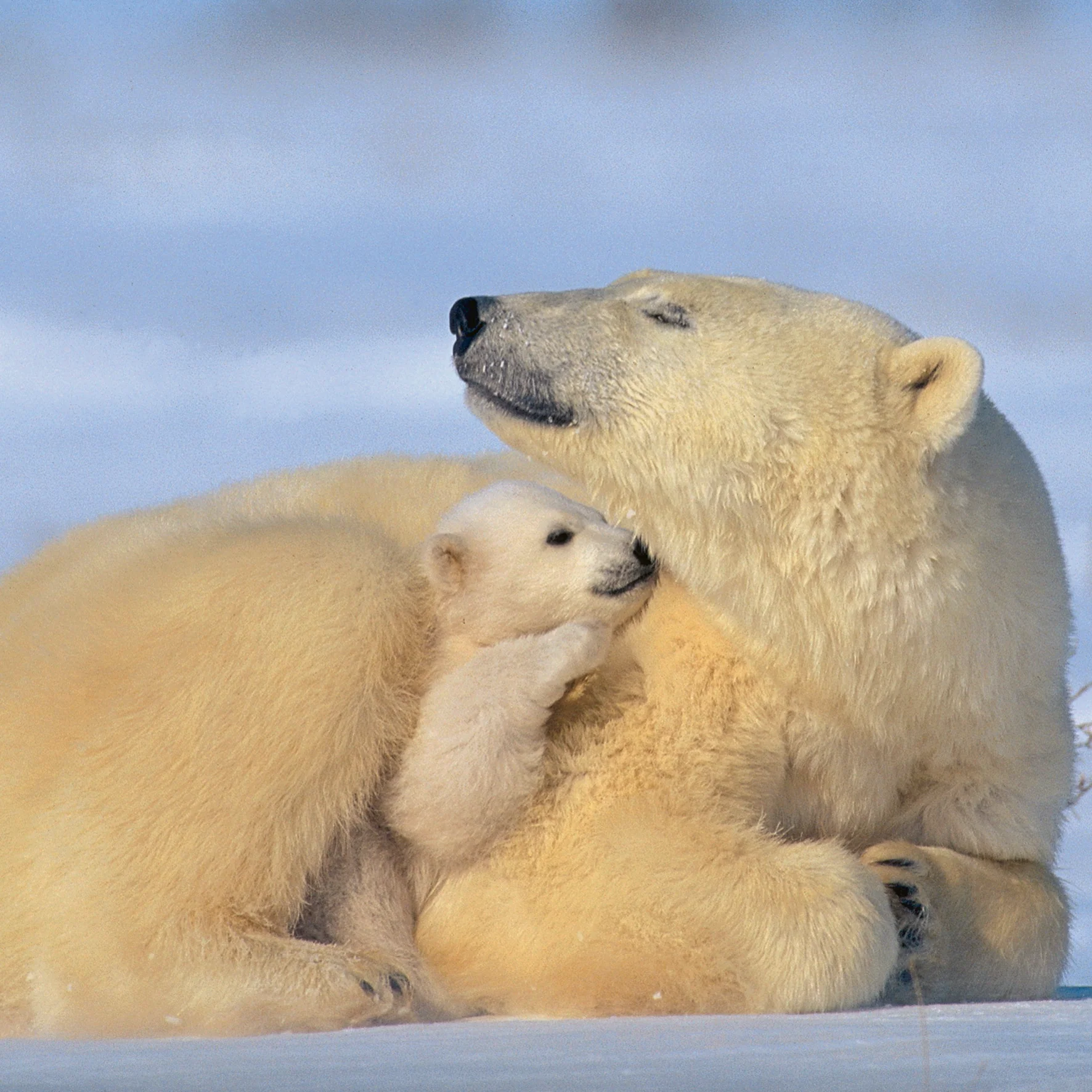 Personalised National Geographic Photographic Polar Bears Christmas Card