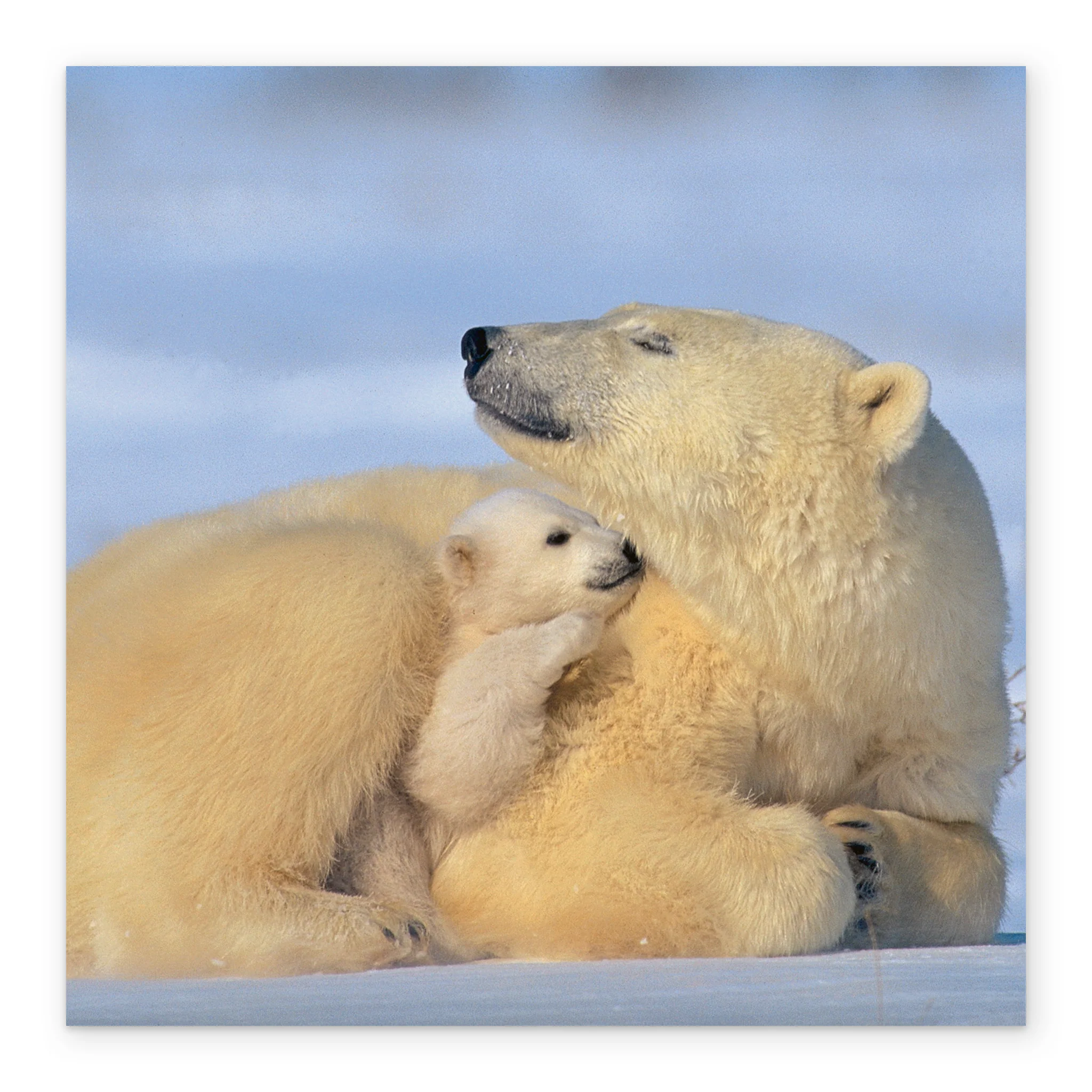 Personalised National Geographic Photographic Polar Bears Christmas Card - Image 2