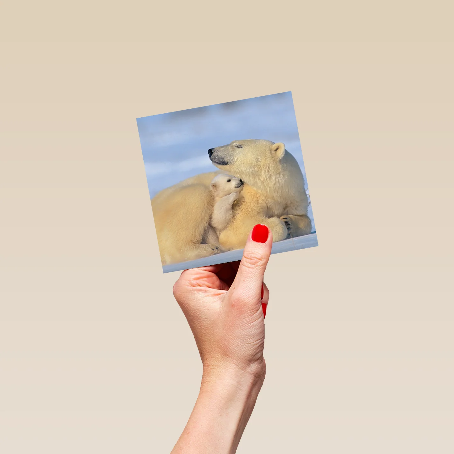 Personalised National Geographic Photographic Polar Bears Christmas Card - Image 4
