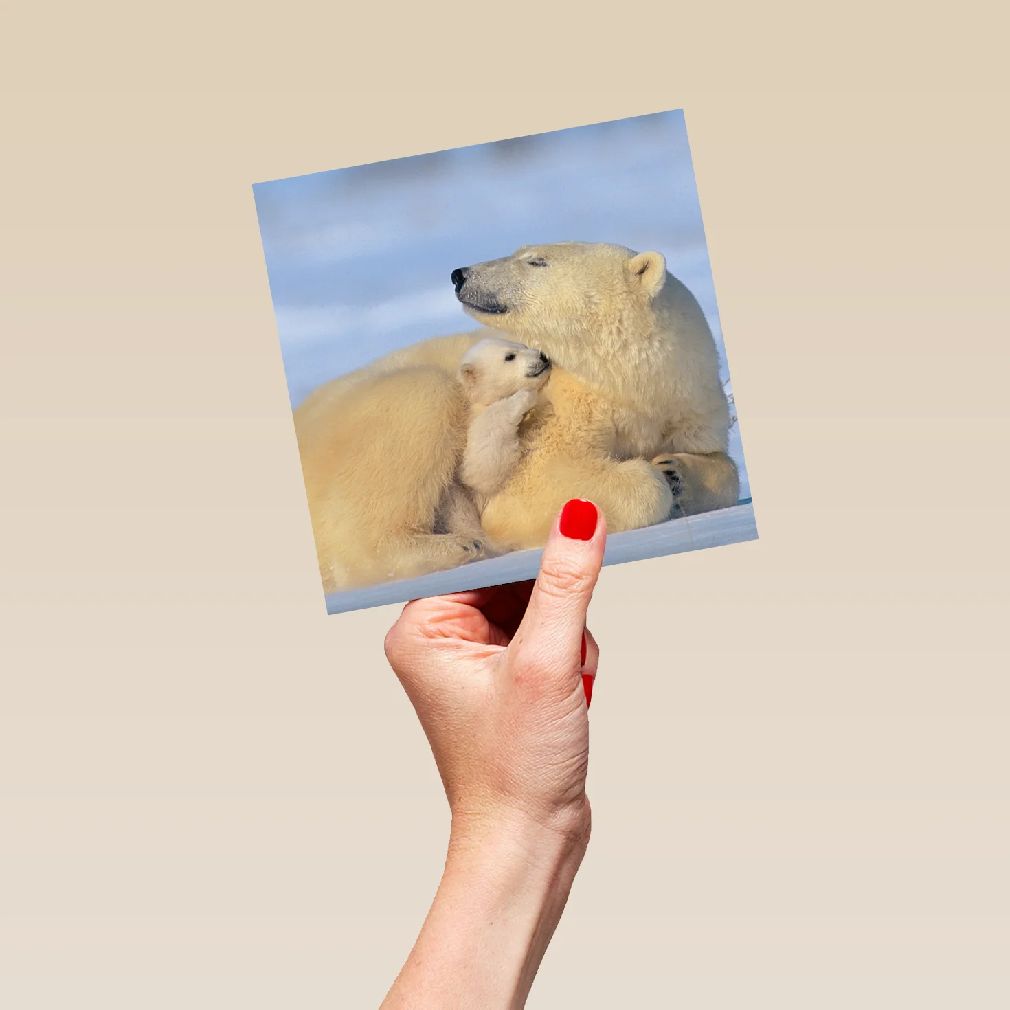 Personalised National Geographic Photographic Polar Bears Christmas Card - Image 5