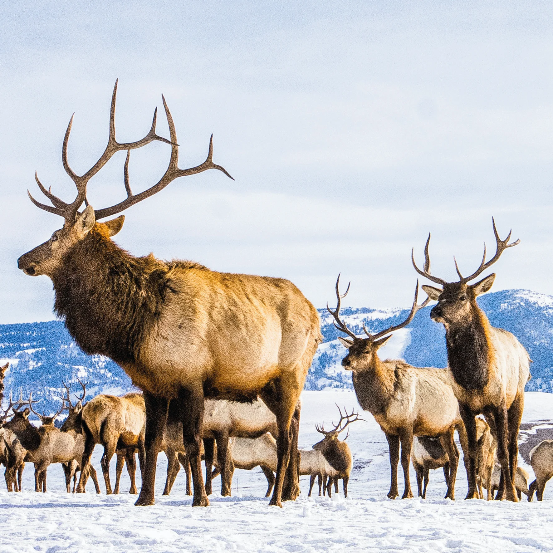 Personalised National Geographic Photographic Reindeer Christmas Card