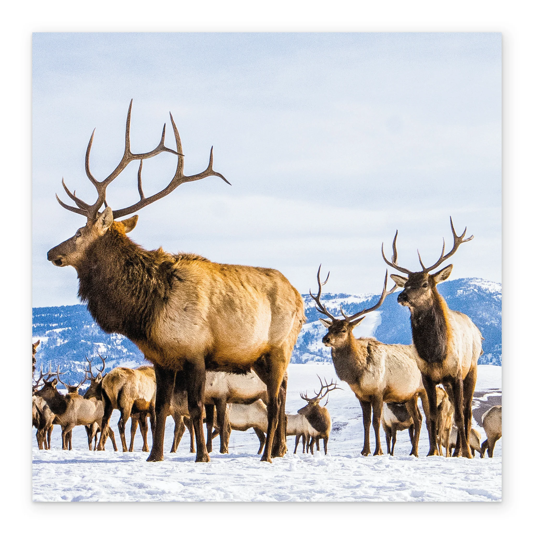 Personalised National Geographic Photographic Reindeer Christmas Card - Image 2