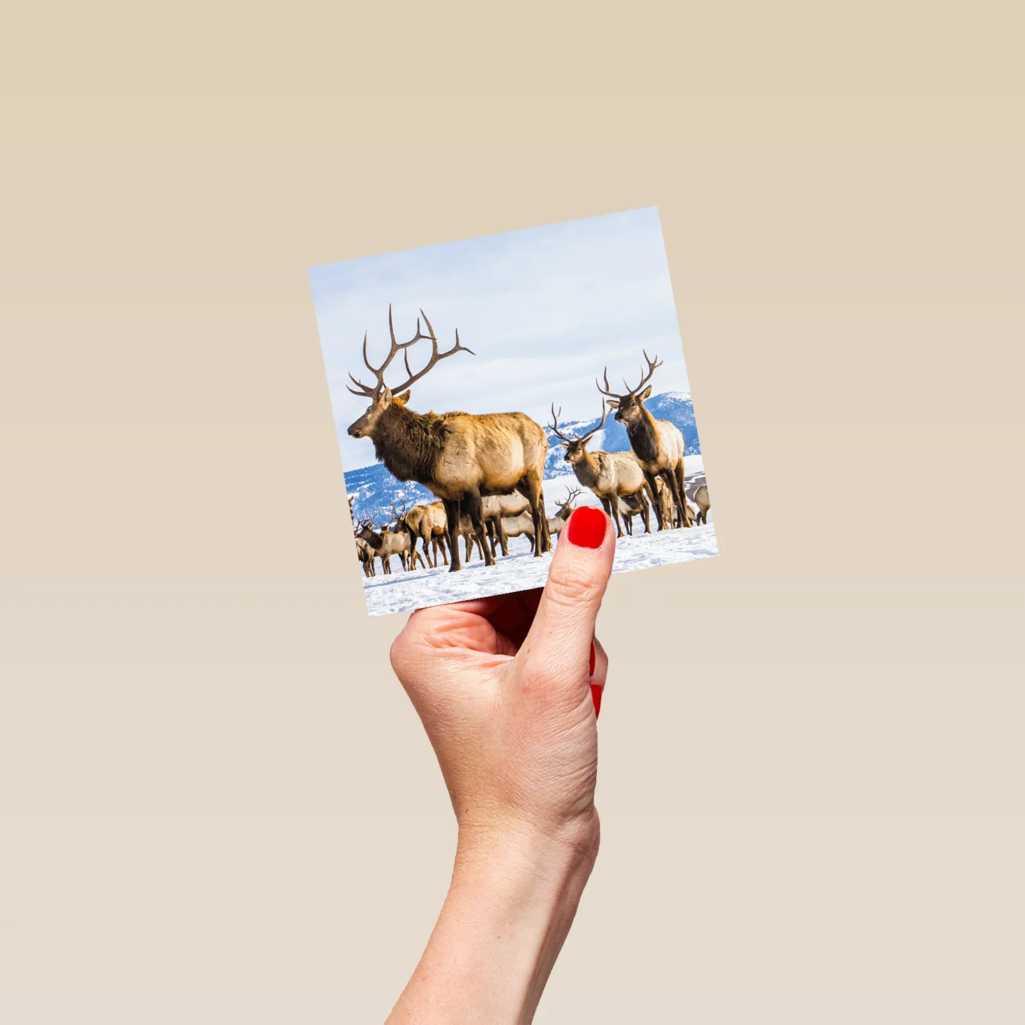 Personalised National Geographic Photographic Reindeer Christmas Card - Image 4