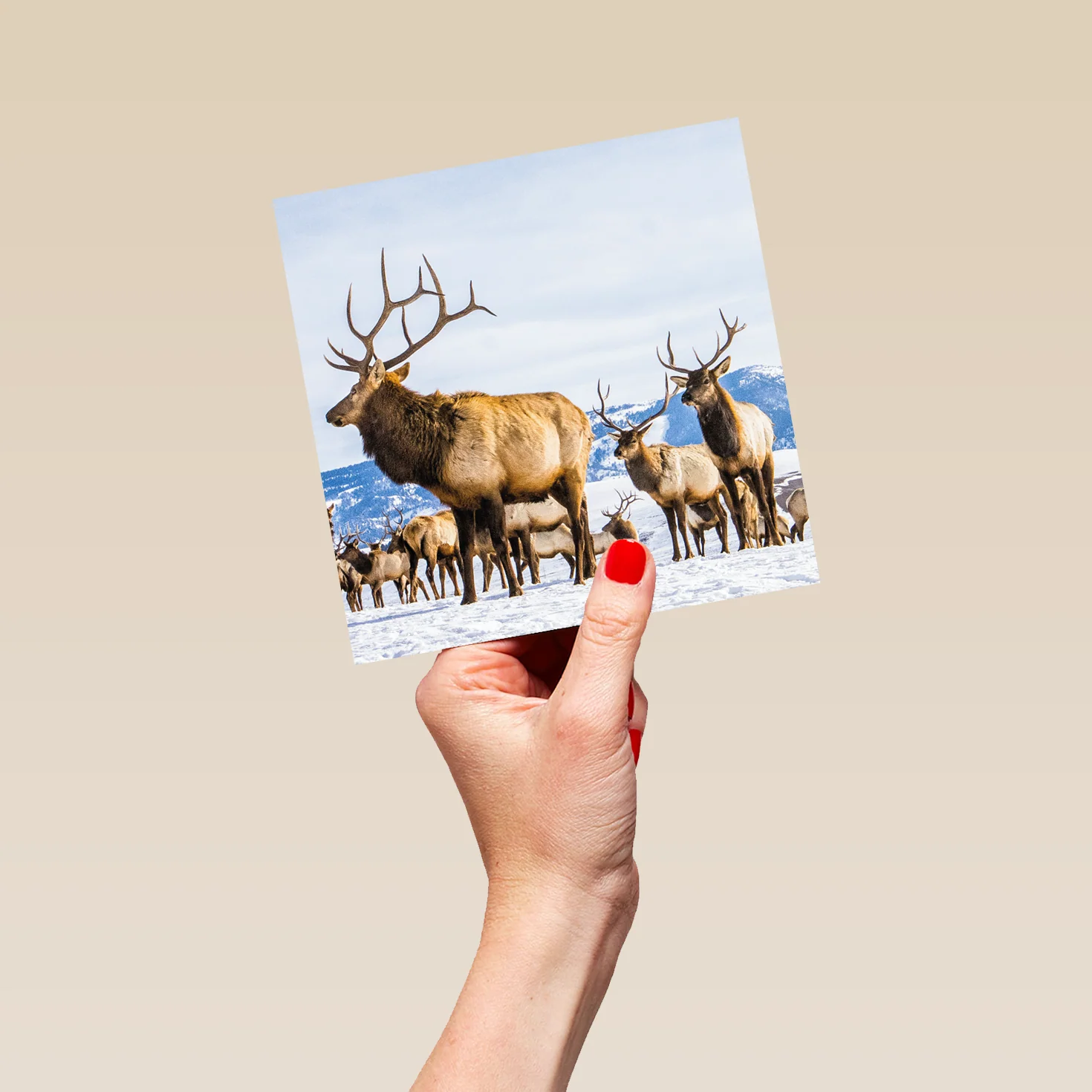 Personalised National Geographic Photographic Reindeer Christmas Card - Image 5