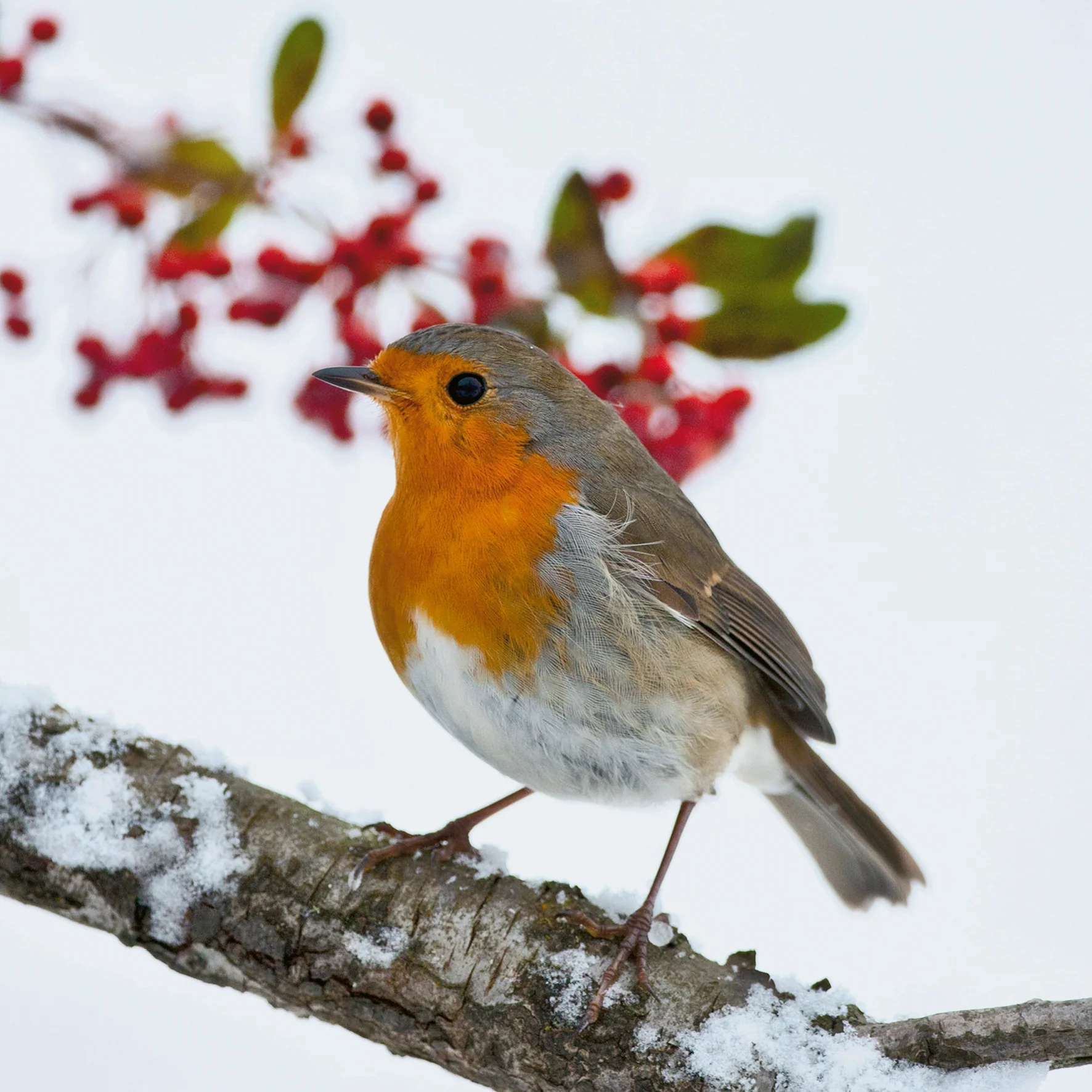 Personalised National Geographic Photographic Robin Christmas Card