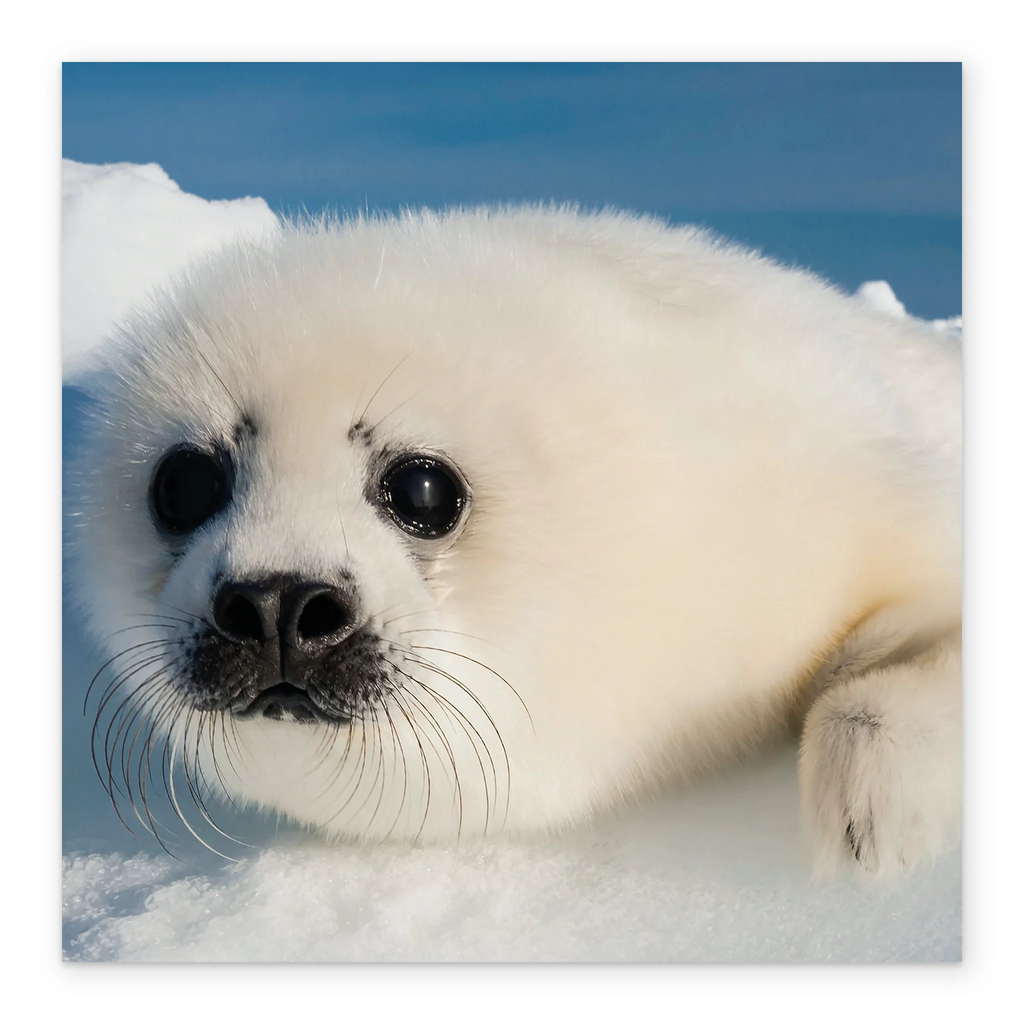 Personalised National Geographic Photographic Seal Pup Christmas Card - Image 2