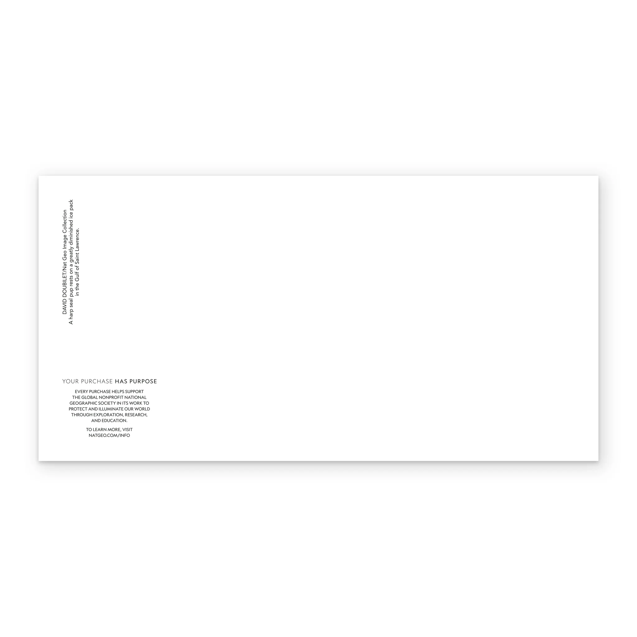 Personalised National Geographic Photographic Seal Pup Christmas Card - Image 3