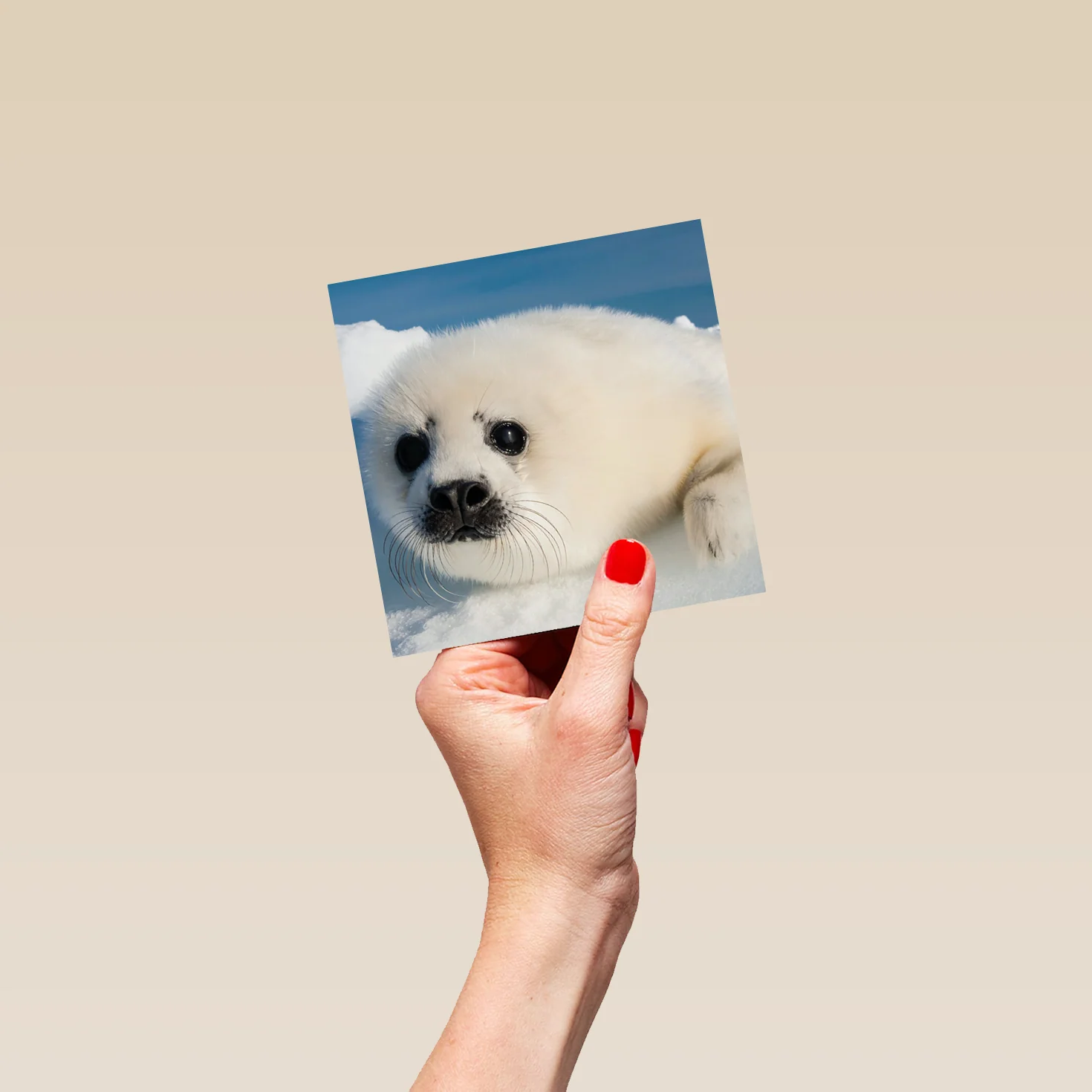 Personalised National Geographic Photographic Seal Pup Christmas Card - Image 4