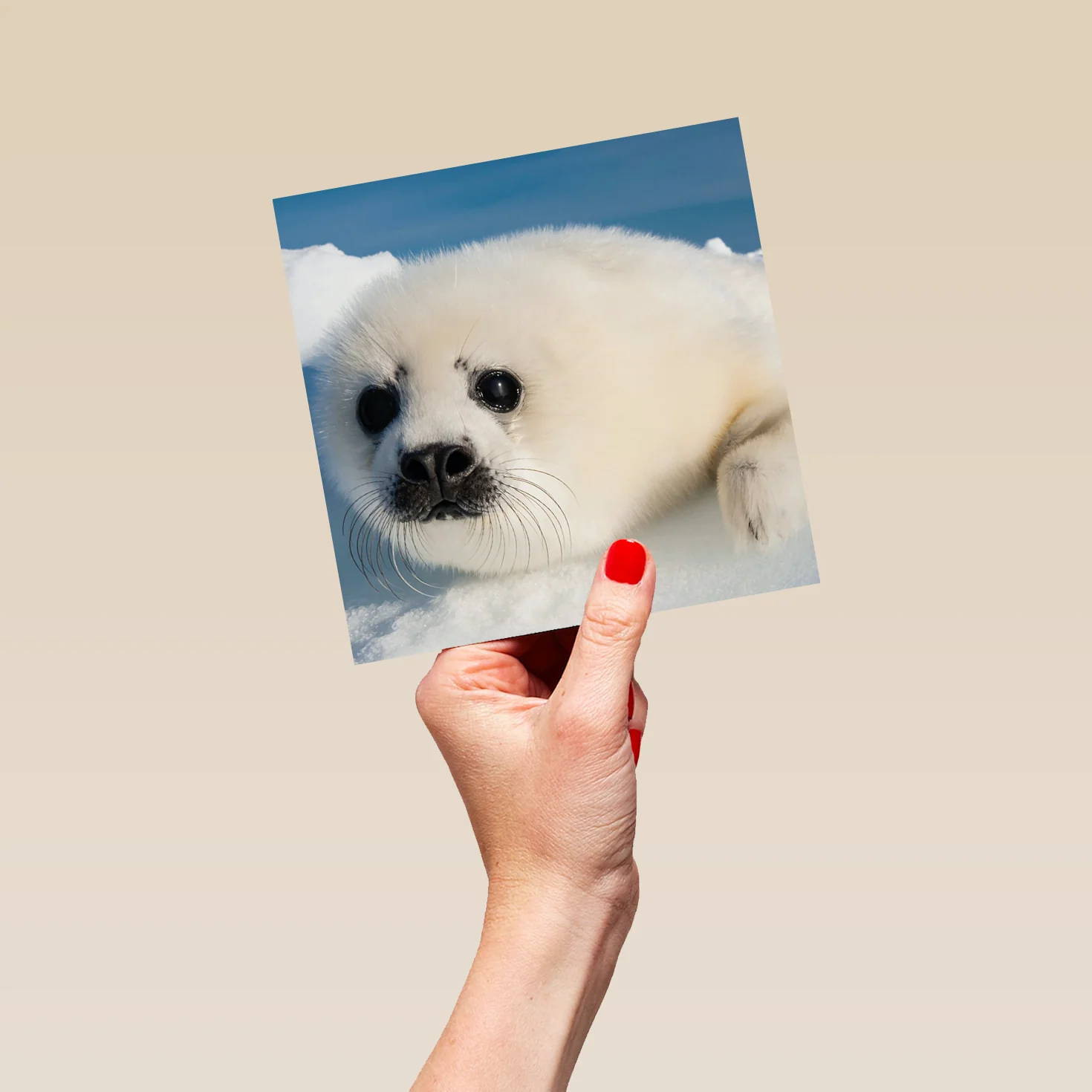 Personalised National Geographic Photographic Seal Pup Christmas Card - Image 5