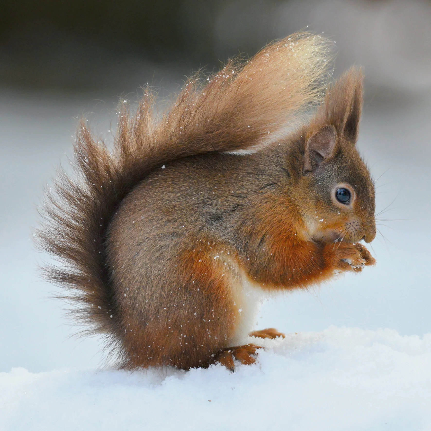 Personalised National Geographic Photographic Squirrel Christmas Card