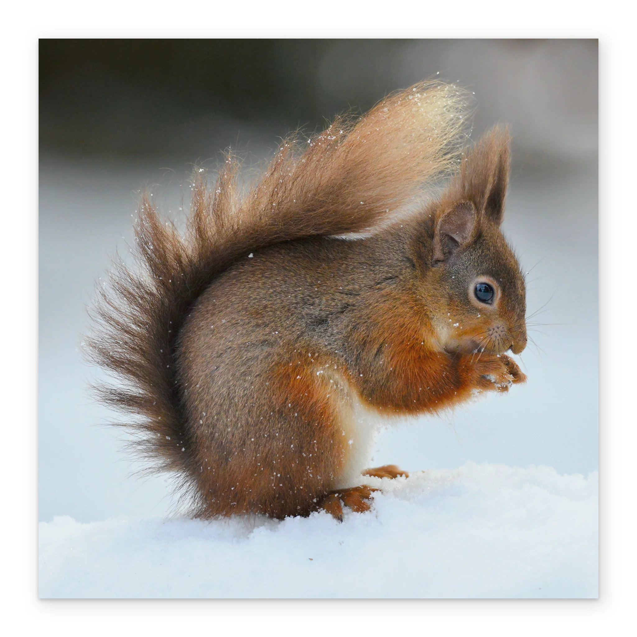 Personalised National Geographic Photographic Squirrel Christmas Card - Image 2