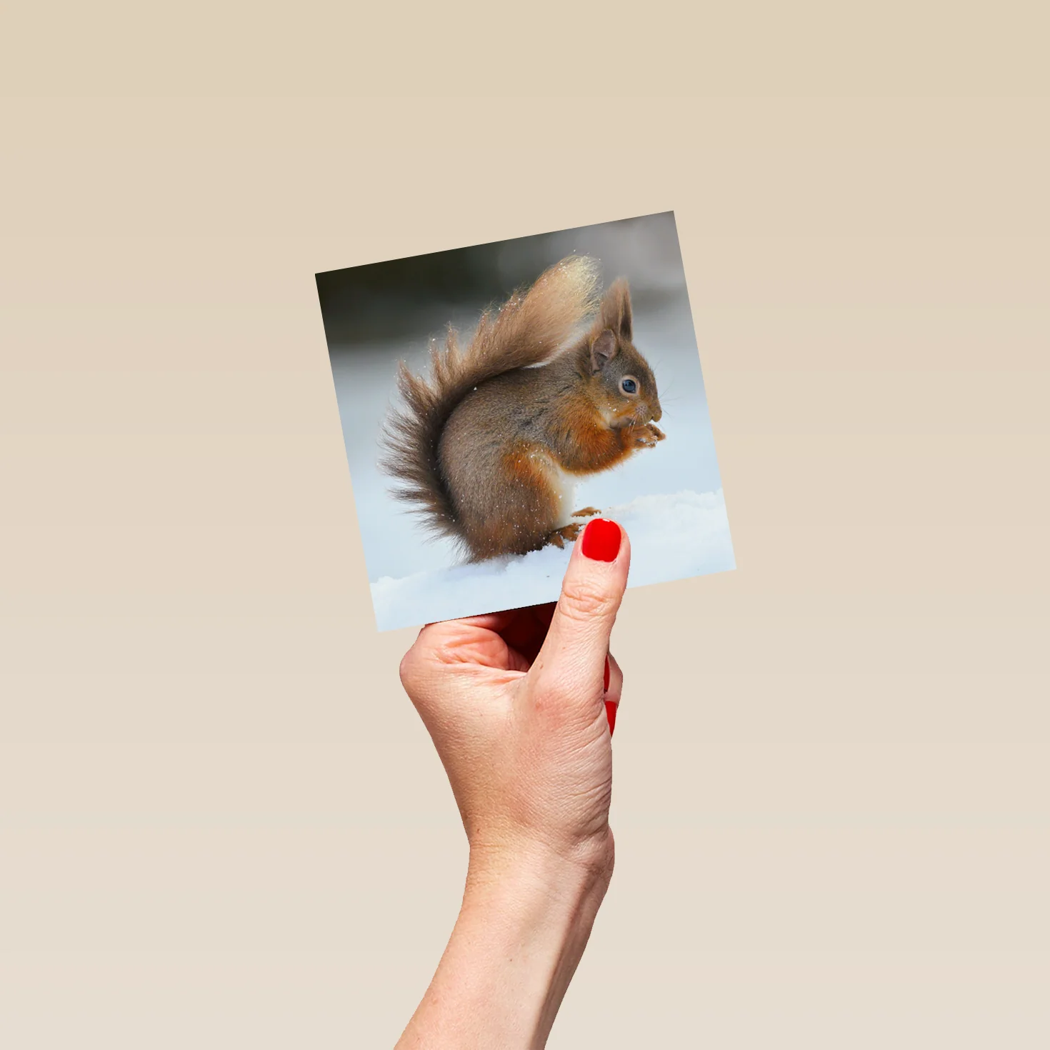 Personalised National Geographic Photographic Squirrel Christmas Card - Image 4