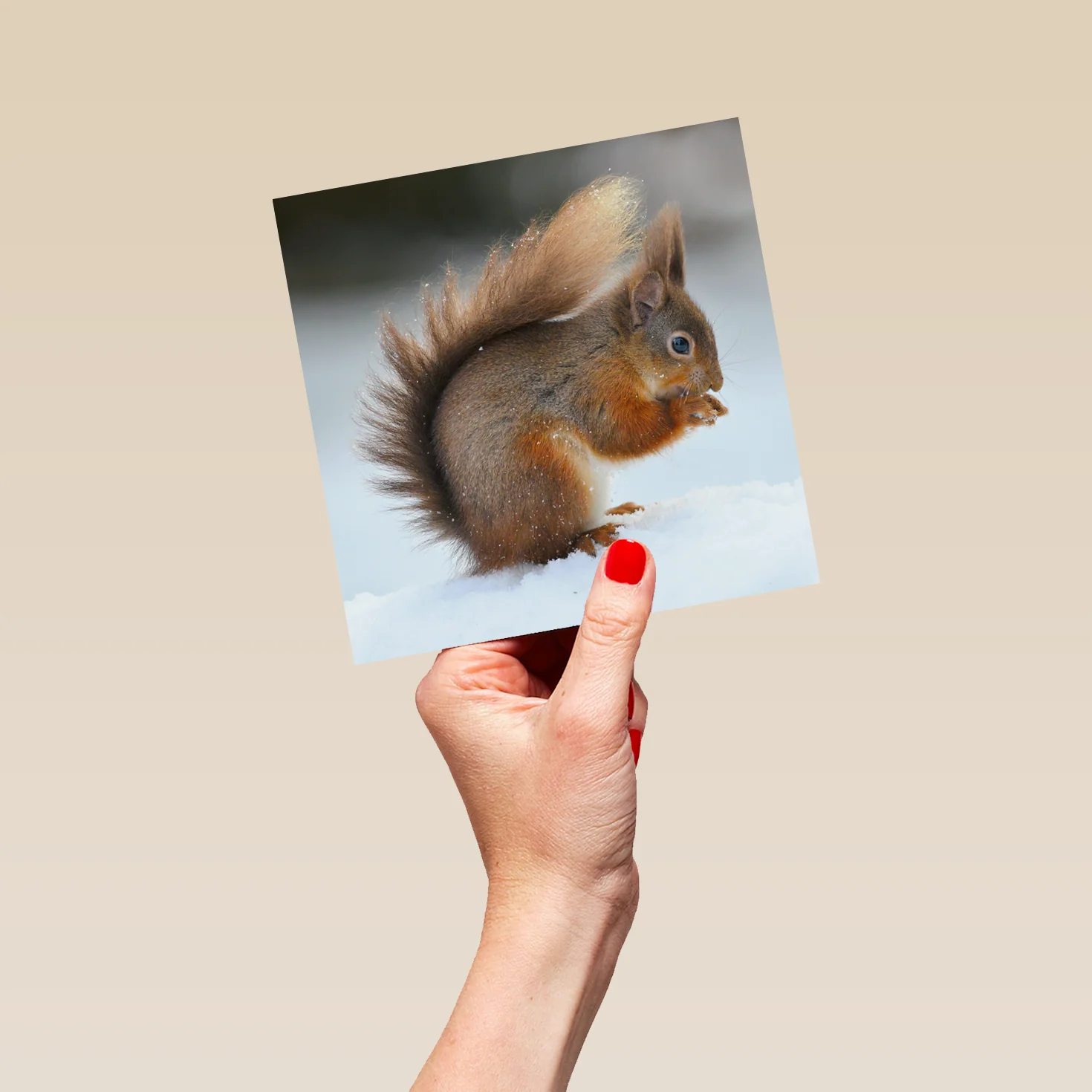 Personalised National Geographic Photographic Squirrel Christmas Card - Image 5