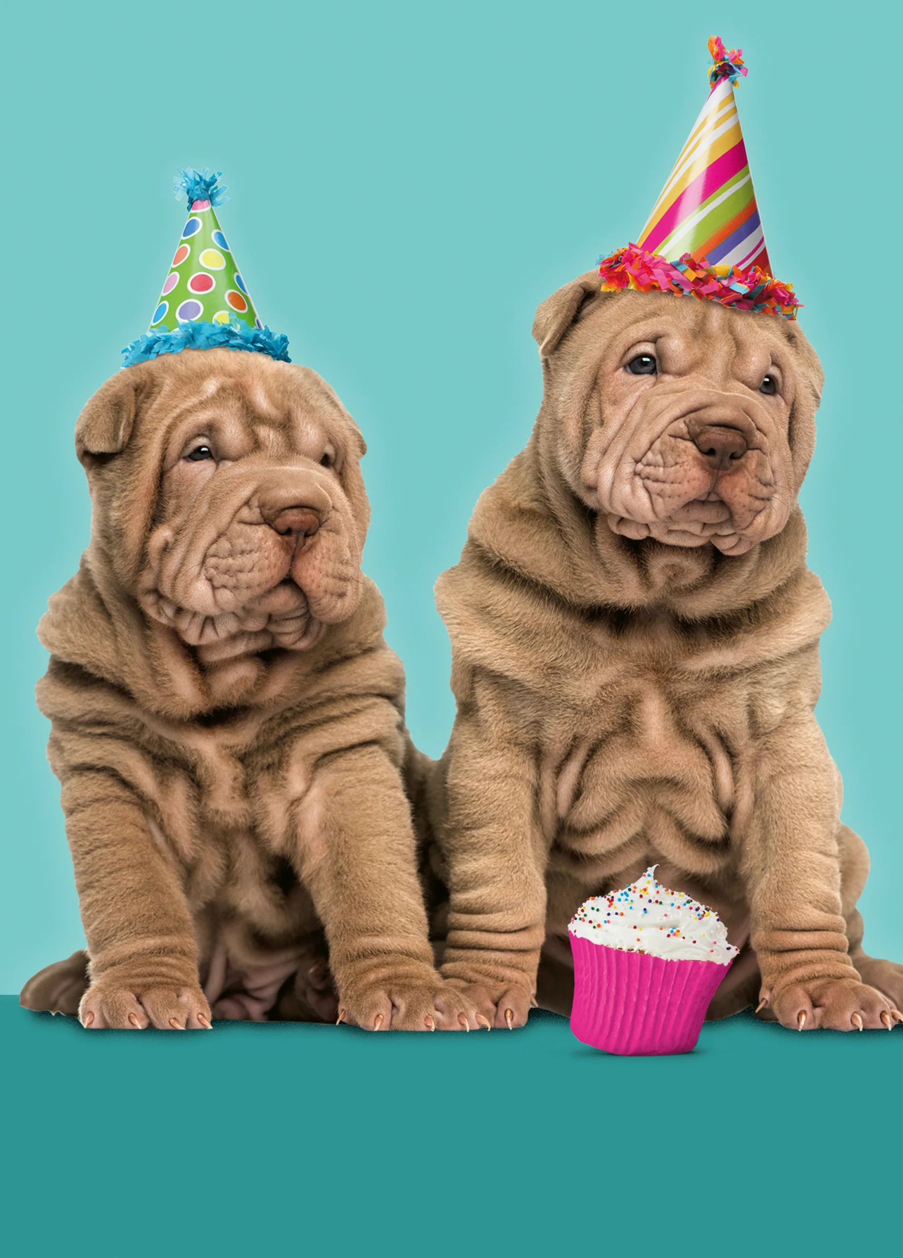 Personalised Party Puppies Birthday Card