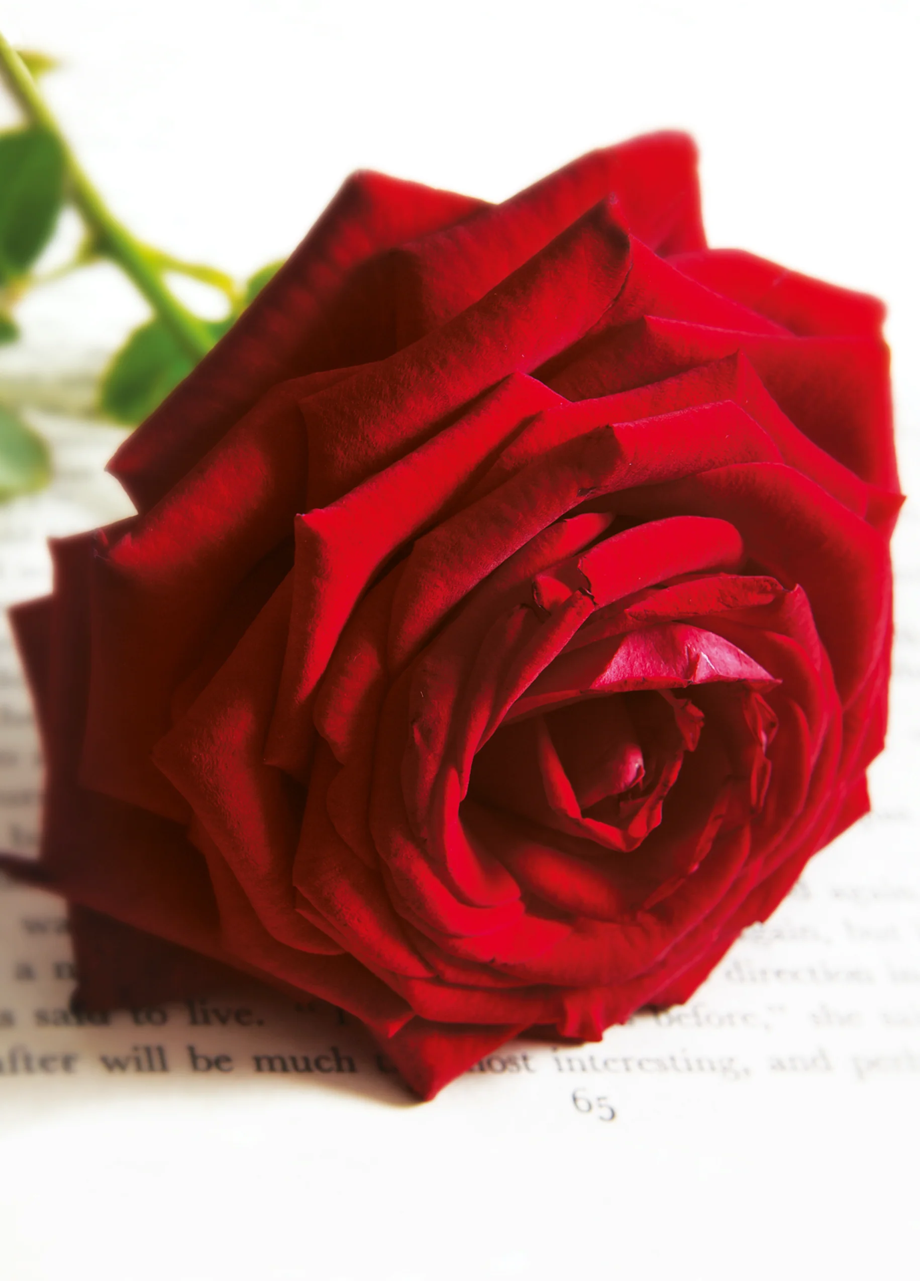 Personalised Red Rose Petals Card